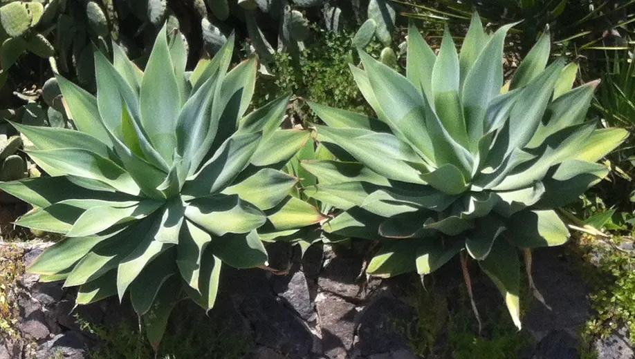 Fox Tail Agave (Agave Attenuata) — Though tolerant of some drought, occasional watering will promote a more robust growth; preferring full sun to, image 61