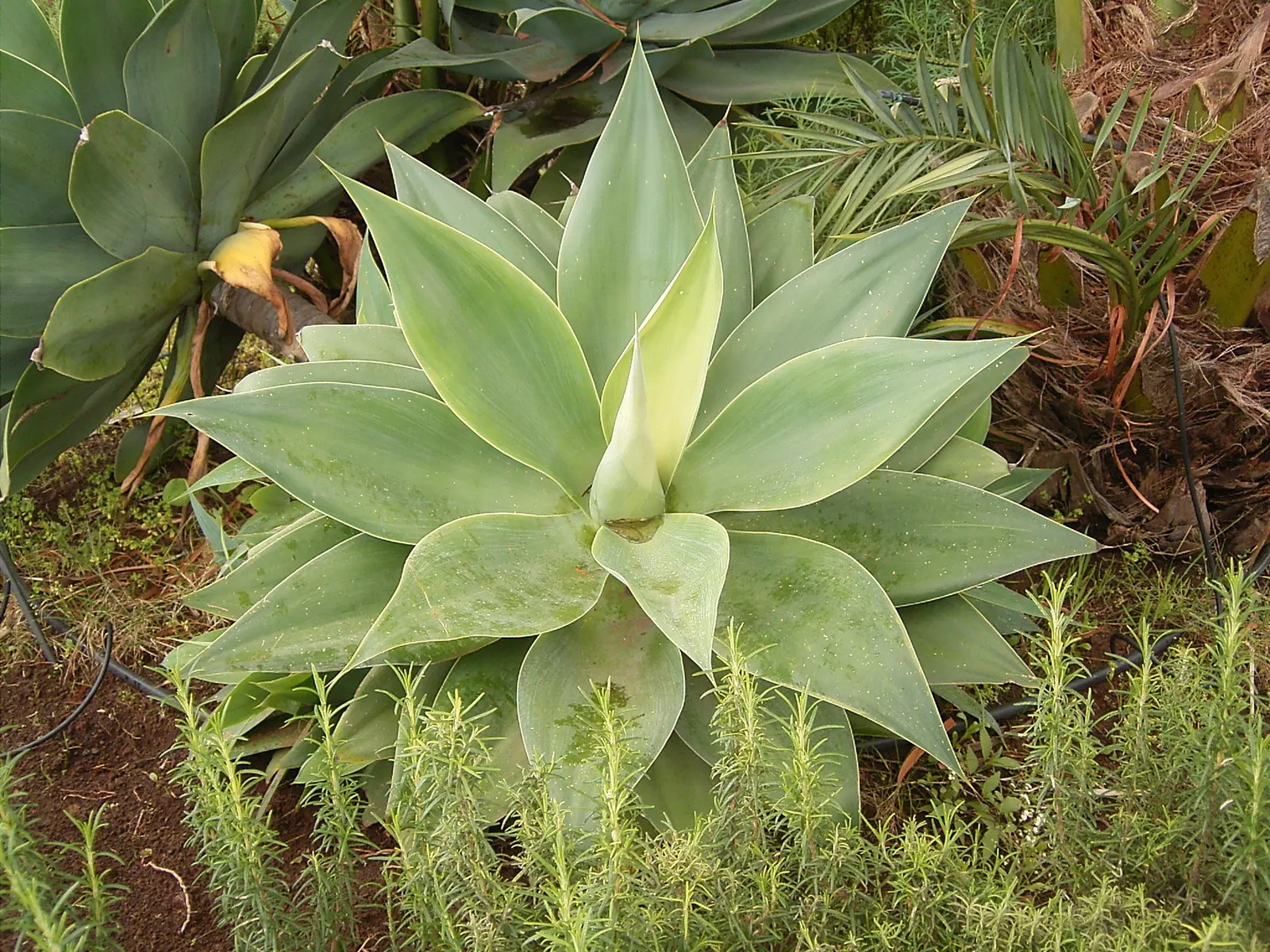 Fox Tail Agave (Agave Attenuata) — succulent with green and yellow blooms; these leaves curve gracefully back towards the ground, giving the plant, image 87
