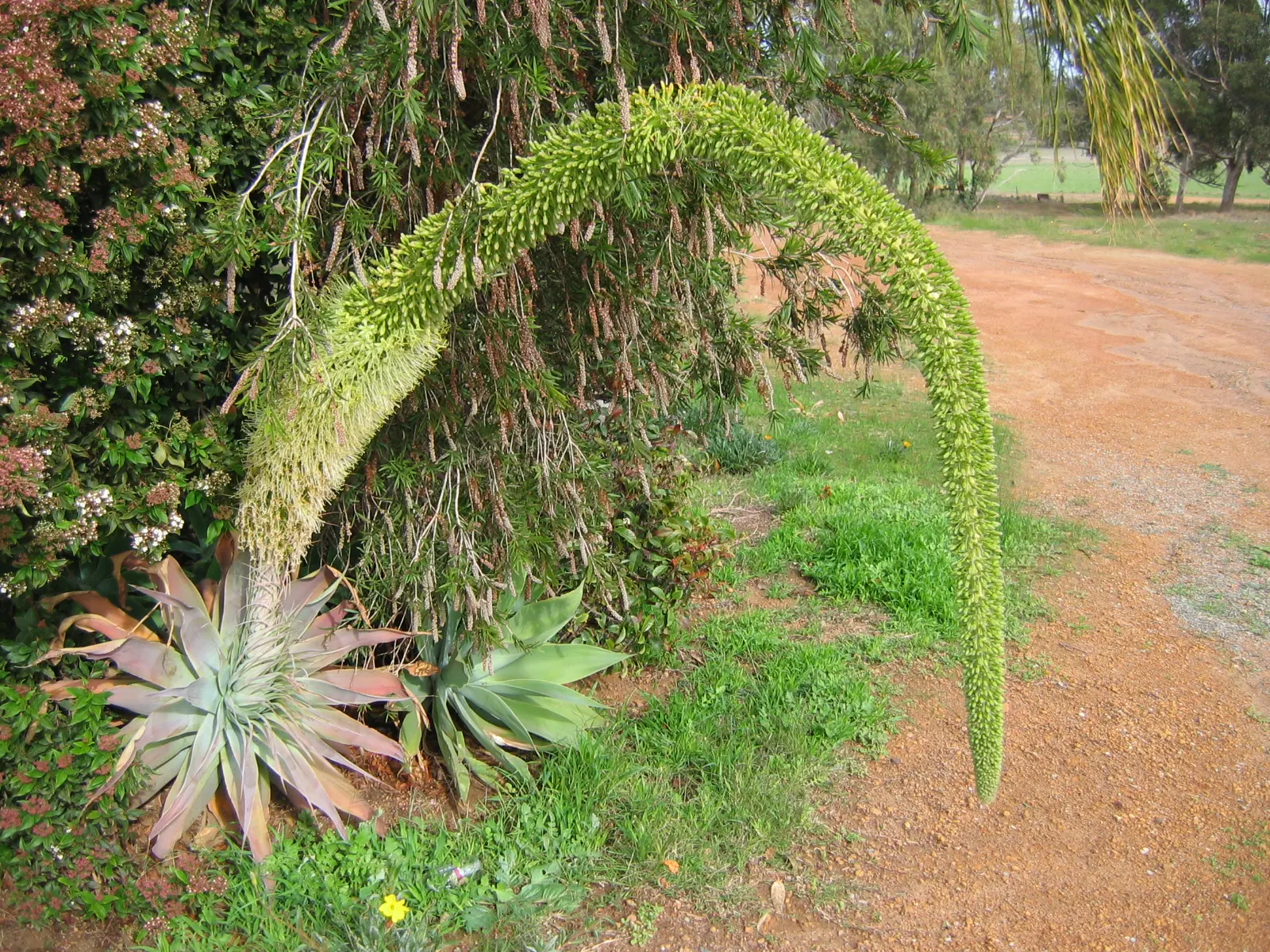 Fox Tail Agave (Agave Attenuata) — reaching 4-5 feet tall with an equal spread; it's a drought-tolerant specimen, image 45