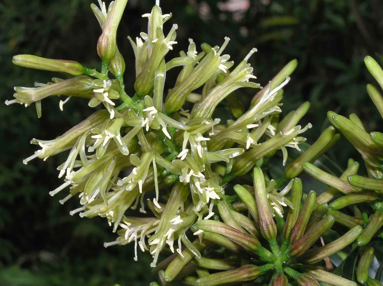 Fox Tail Agave (Agave Attenuata) — green and yellow flowers in the garden; ideal for xeriscaping in USDA zones 9-11, image 64