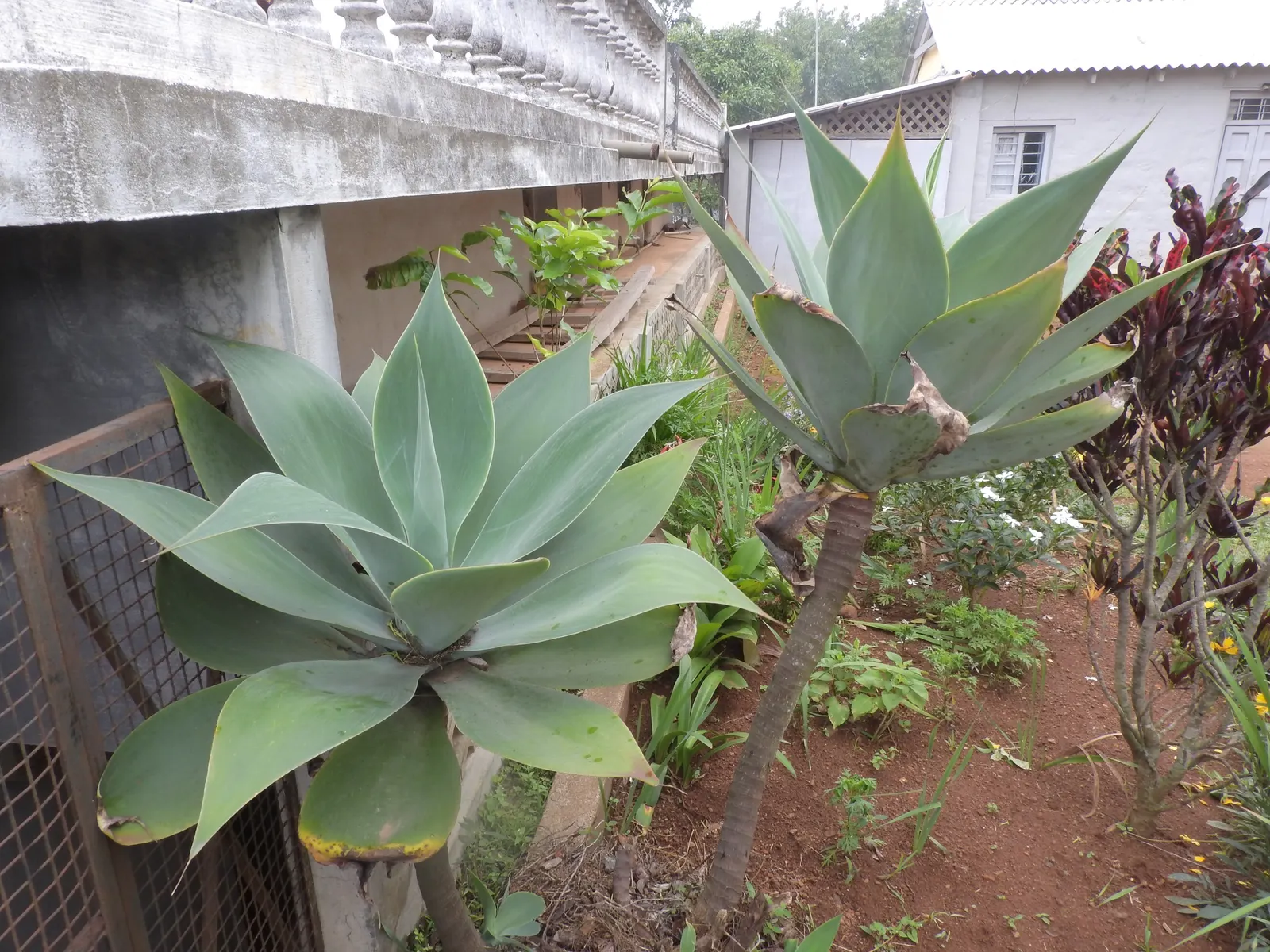 Fox Tail Agave (Agave Attenuata) — the leaves of Agave attenuata are free of spines along the margins and the terminal spine; succulent for full or half or