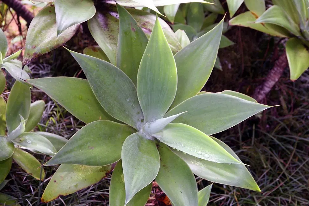 Fox Tail Agave (Agave Attenuata) — the leaves of Agave attenuata are free of spines along the margins and the terminal spine; succulent for full or, image 57