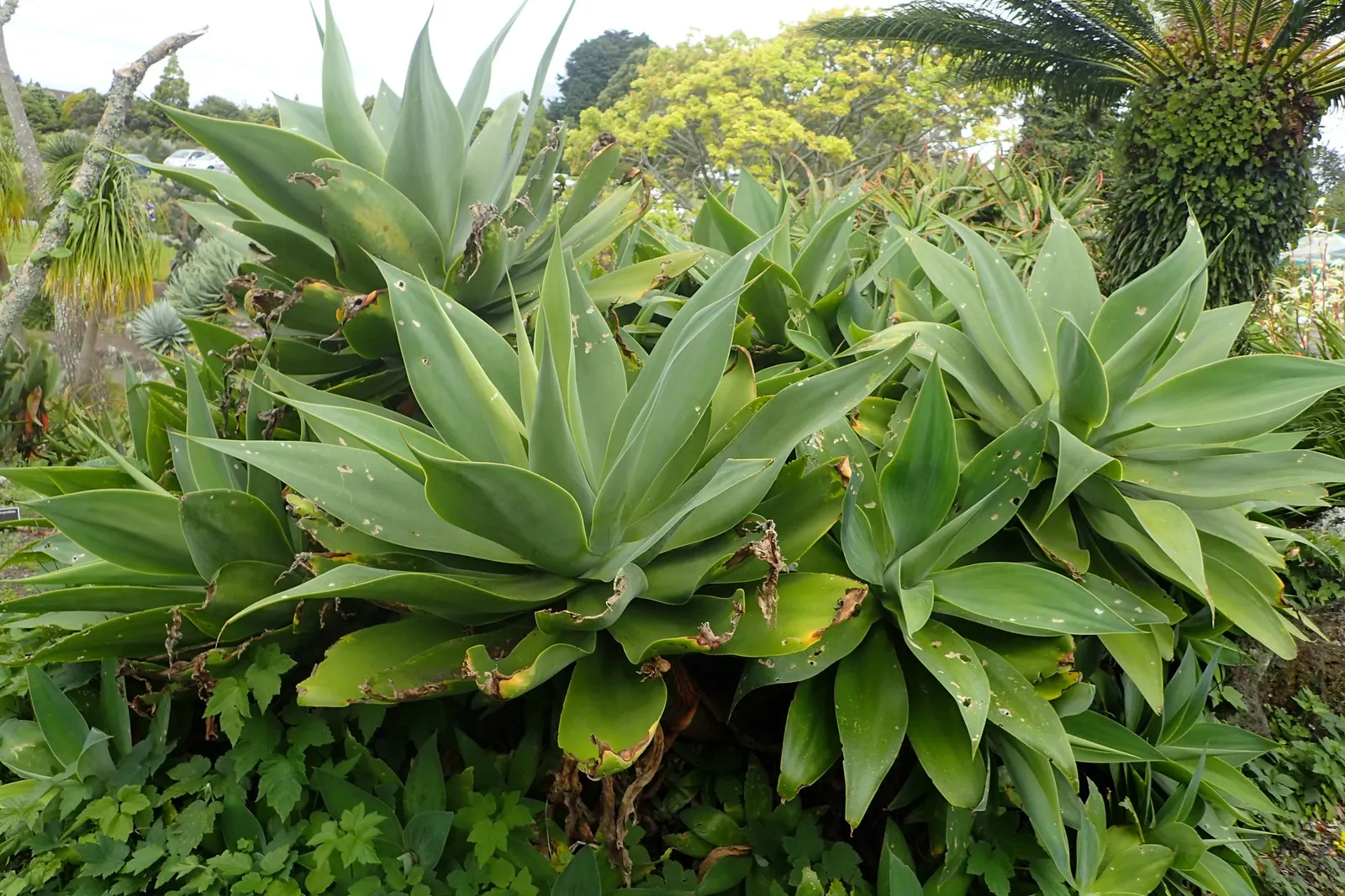 Fox Tail Agave (Agave Attenuata) — pale green leaves that are pliable and somewhat translucent at their tips; scientifically known as Agave, image 55