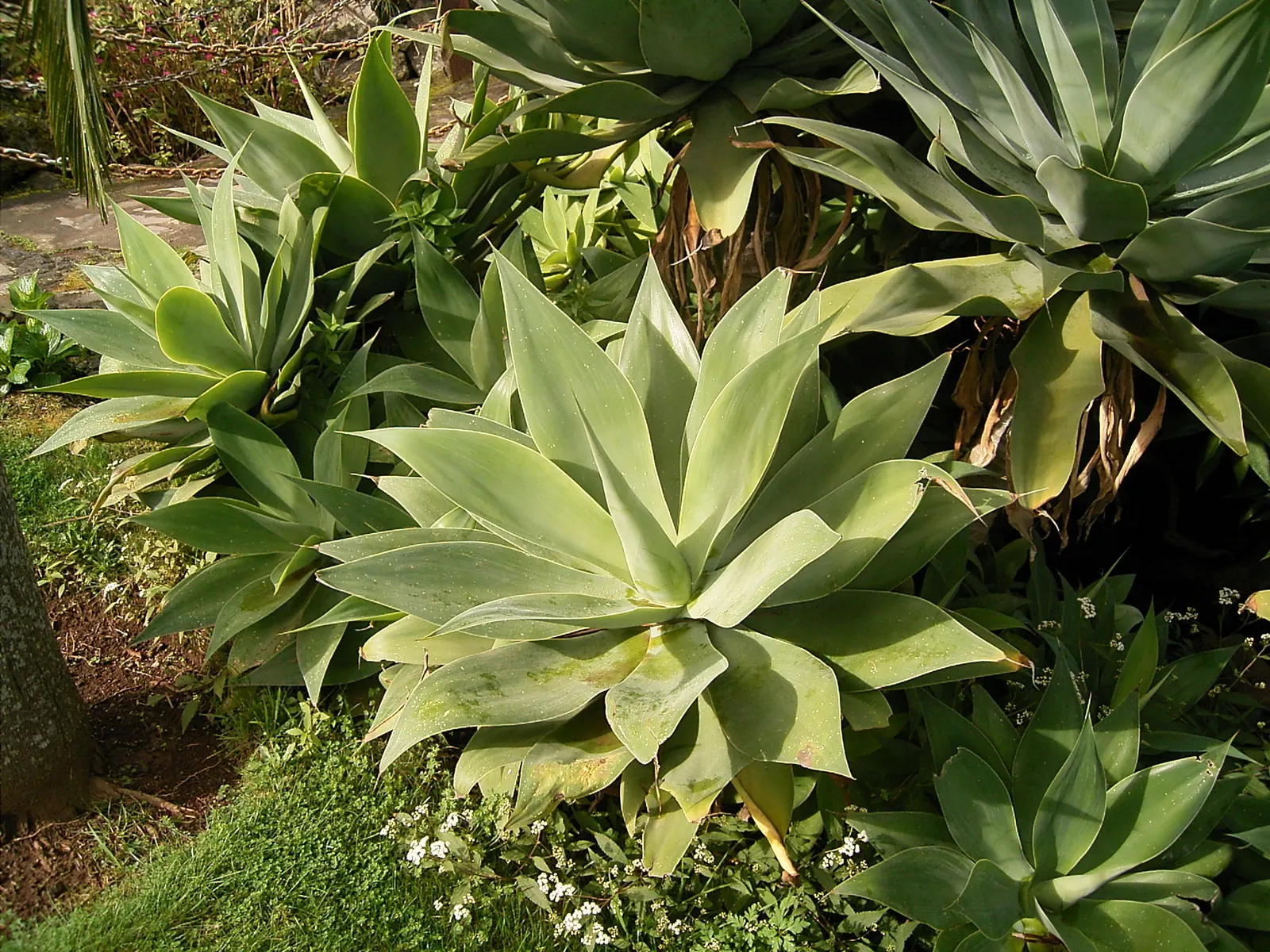 Fox Tail Agave (Agave Attenuata) — It's a drought-tolerant specimen; the hallmark is its dramatic curved inflorescence, resembling a fox's tail, image 92