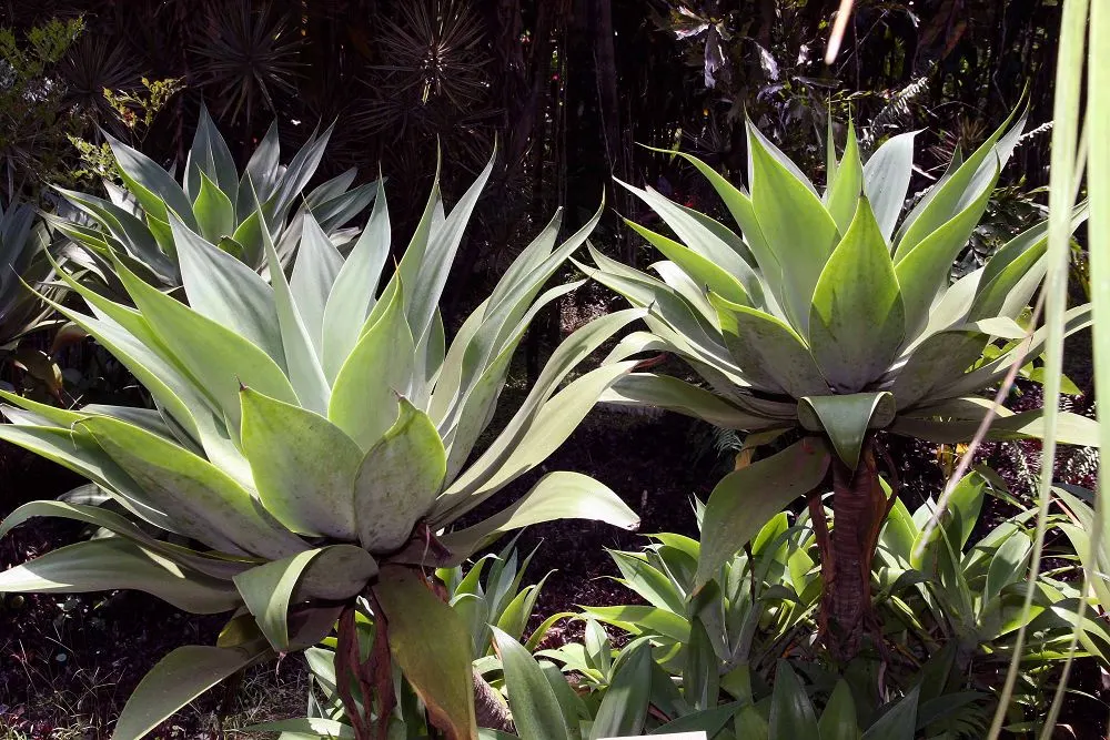 Fox Tail Agave (Agave Attenuata) — These leaves curve gracefully back towards the ground, giving the plant a smooth, sculptural quality