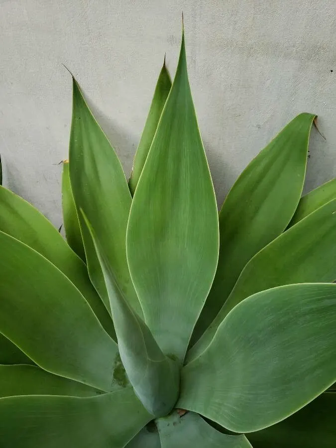 Fox Tail Agave (Agave Attenuata) — succulent for full or half or shade; it requires protection from cold temperatures below 25&deg;F to maintain, image 66