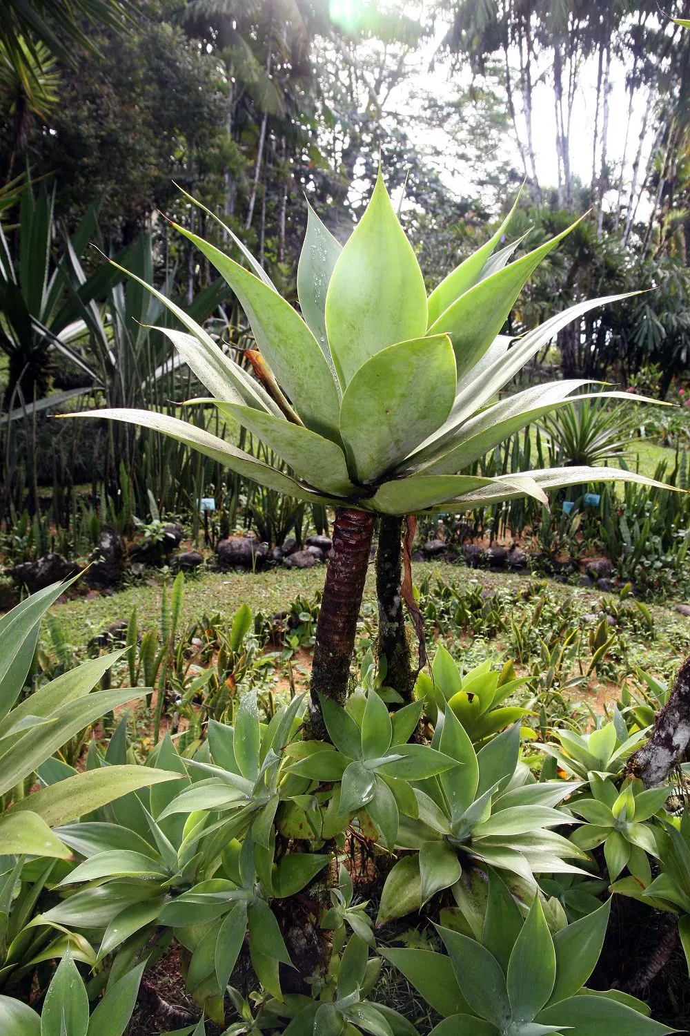 Fox Tail Agave (Agave Attenuata) — Its smooth rosette of pale green leaves arch gracefully