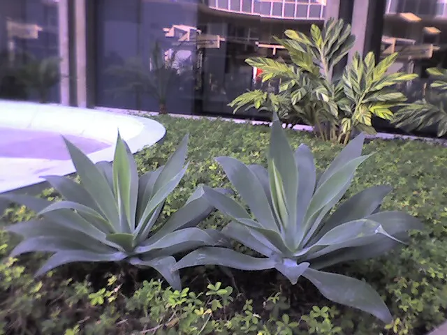 Fox Tail Agave (Agave Attenuata) — Adds a sculptural presence to modern landscapes; its smooth rosette of pale green leaves arch gracefully, image 95