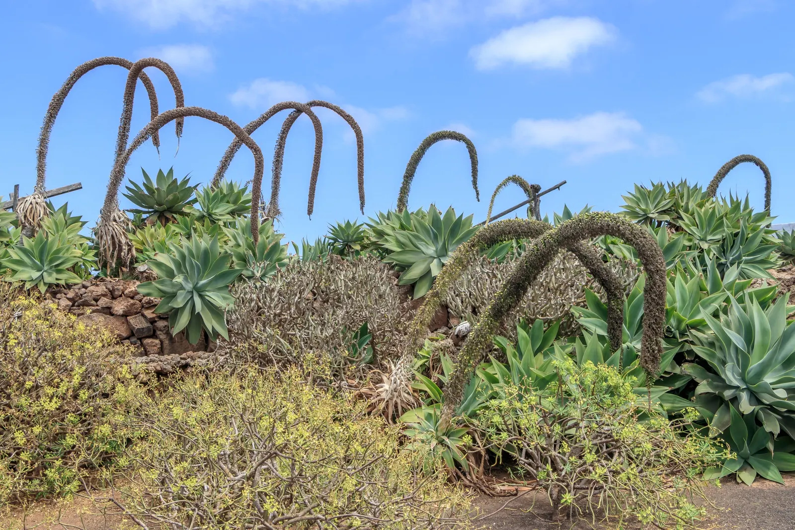 Fox Tail Agave (Agave Attenuata) — ideal for xeriscaping in USDA zones 9-11; appreciated for its rosette formation and absence of thorns, image 71