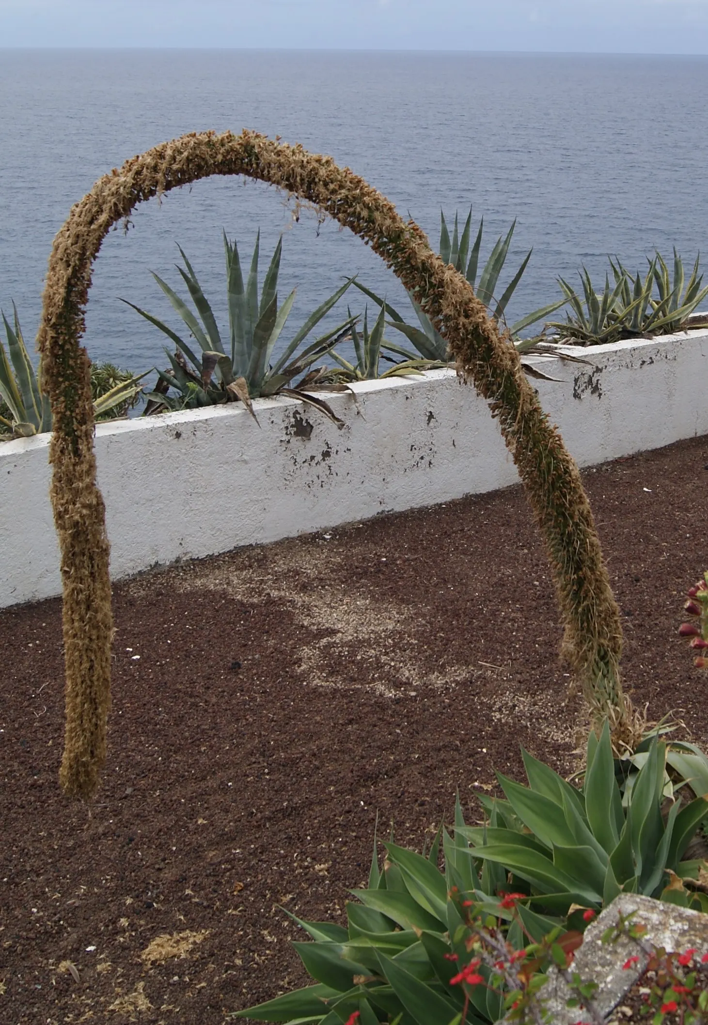 Fox Tail Agave (Agave Attenuata) — succulent for full or half or shade; it requires protection from cold temperatures below 25&deg;F to maintain, image 110