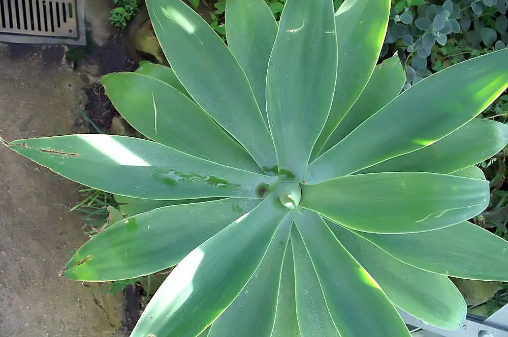 Fox Tail Agave (Agave Attenuata) — scientifically known as Agave attenuata; is a distinctive and elegant succulent that originates from the, image 74