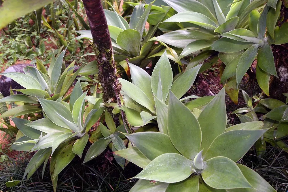 Fox Tail Agave (Agave Attenuata) — preferring full sun to partial shade; though tolerant of some drought, occasional watering will promote a more robust growth