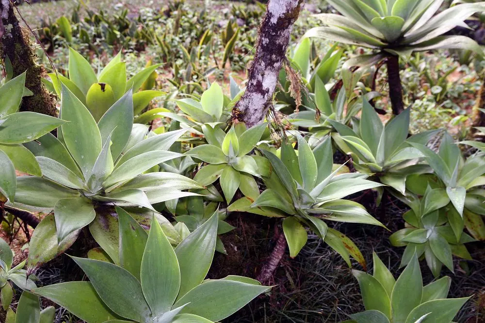Fox Tail Agave (Agave Attenuata) — the plant produces a flower spike that arches elegantly; which can take several years