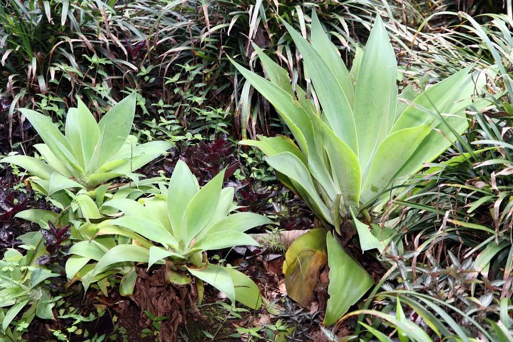 Fox Tail Agave (Agave Attenuata) — succulent for full or half or shade