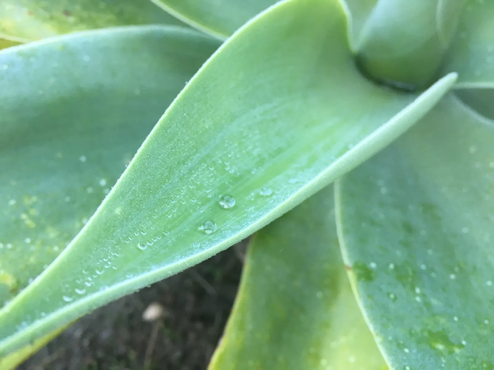 Fox Tail Agave (Agave Attenuata) — succulent with green and yellow blooms; these leaves curve gracefully back towards the ground, giving the plant, image 109