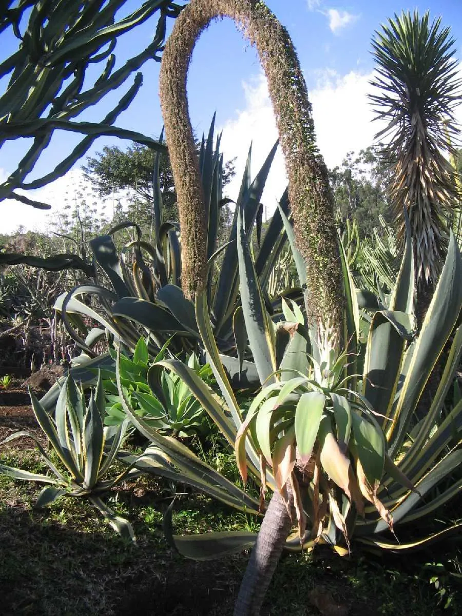 Fox Tail Agave (Agave Attenuata) — Its smooth rosette of pale green leaves arch gracefully; pale green leaves that are pliable and somewhat, image 68