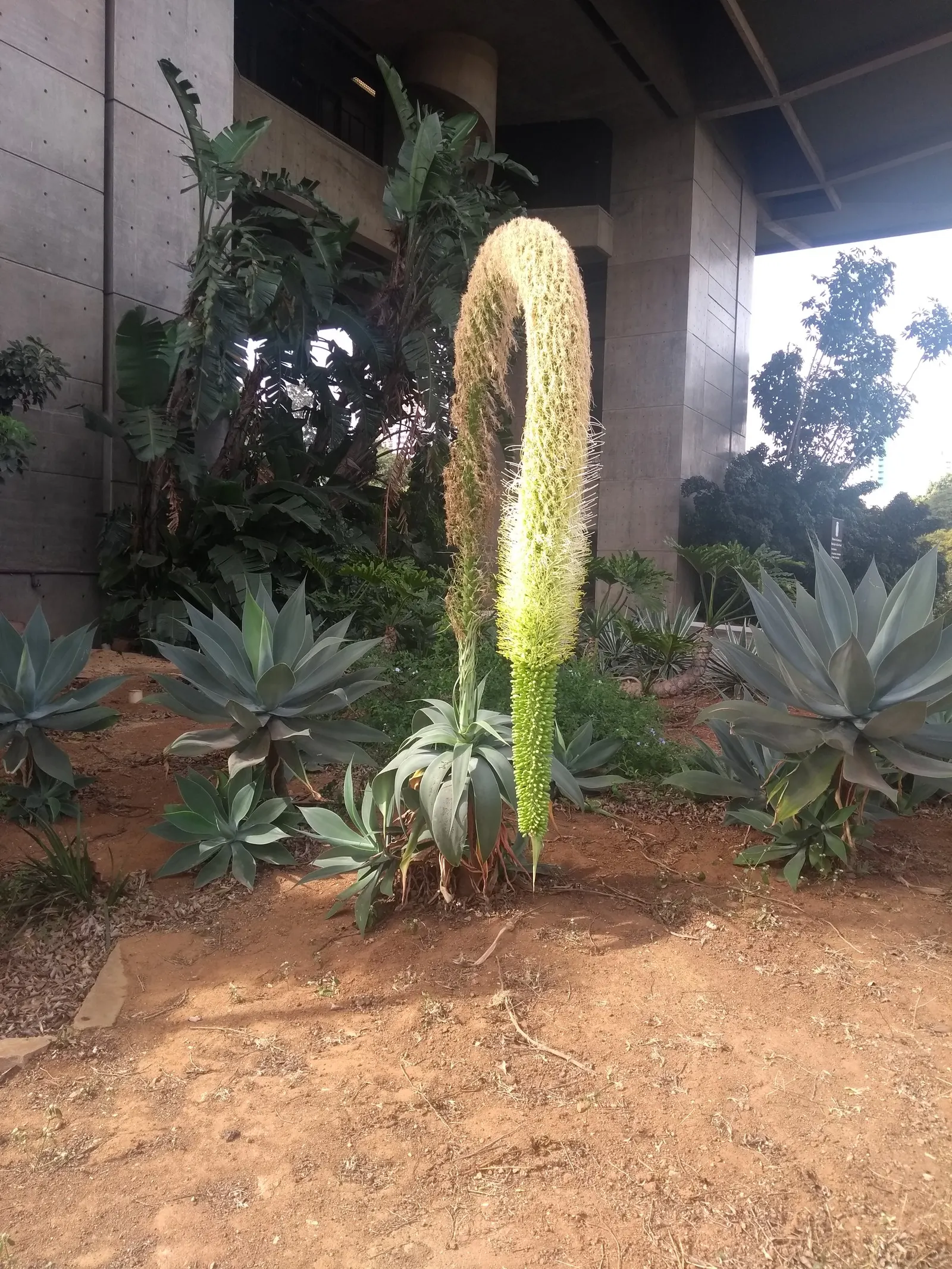 Fox Tail Agave (Agave Attenuata) — consider placing it in well-drained soils with full sun to partial shade exposure; succulent with green and, image 82