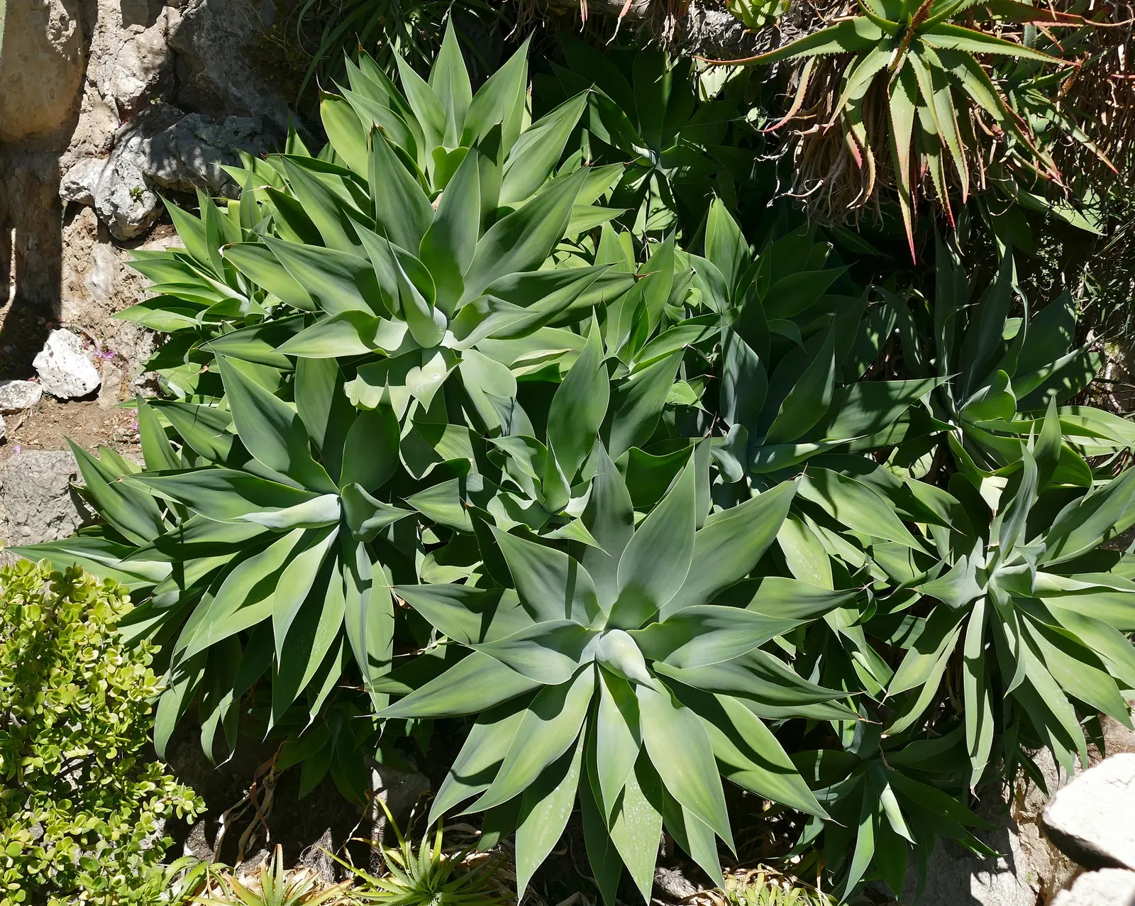 Fox Tail Agave (Agave Attenuata) — Appreciated for its rosette formation and absence of thorns; reaching 4-5 feet tall with an equal spread, image 54