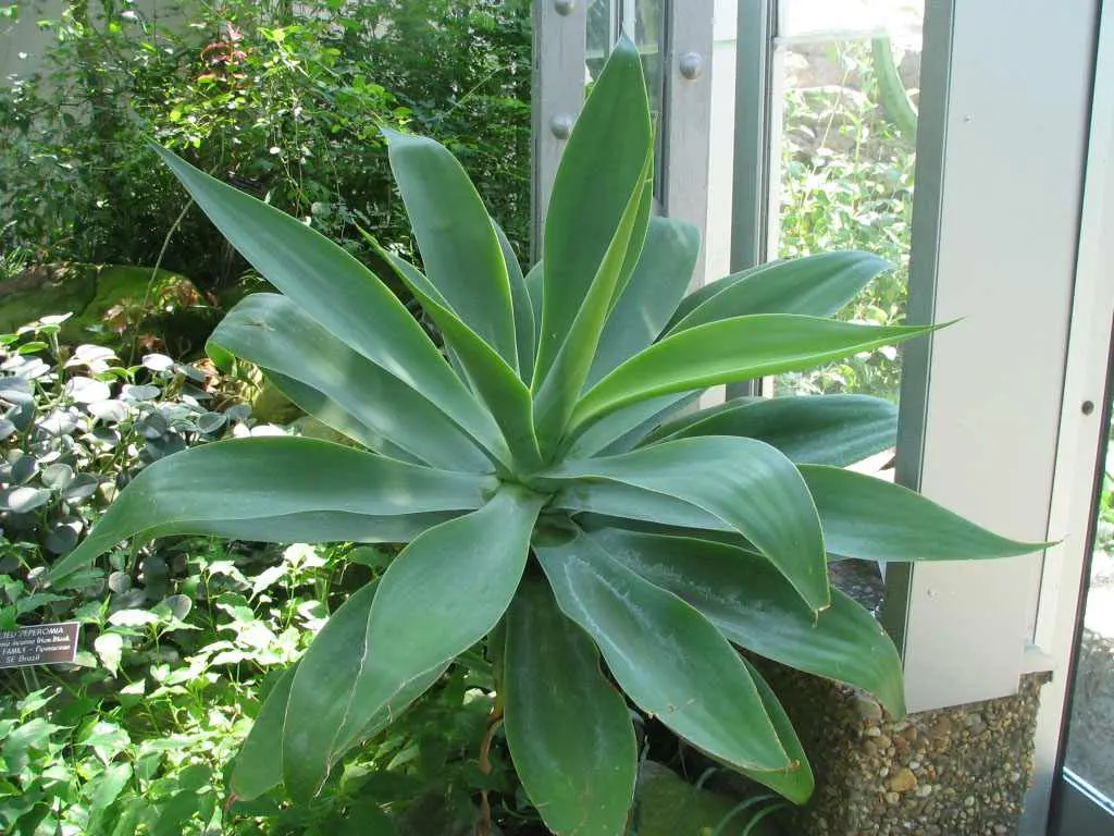Fox Tail Agave (Agave Attenuata) — These leaves curve gracefully back towards the ground, giving the plant a smooth, sculptural quality; the plant, image 78