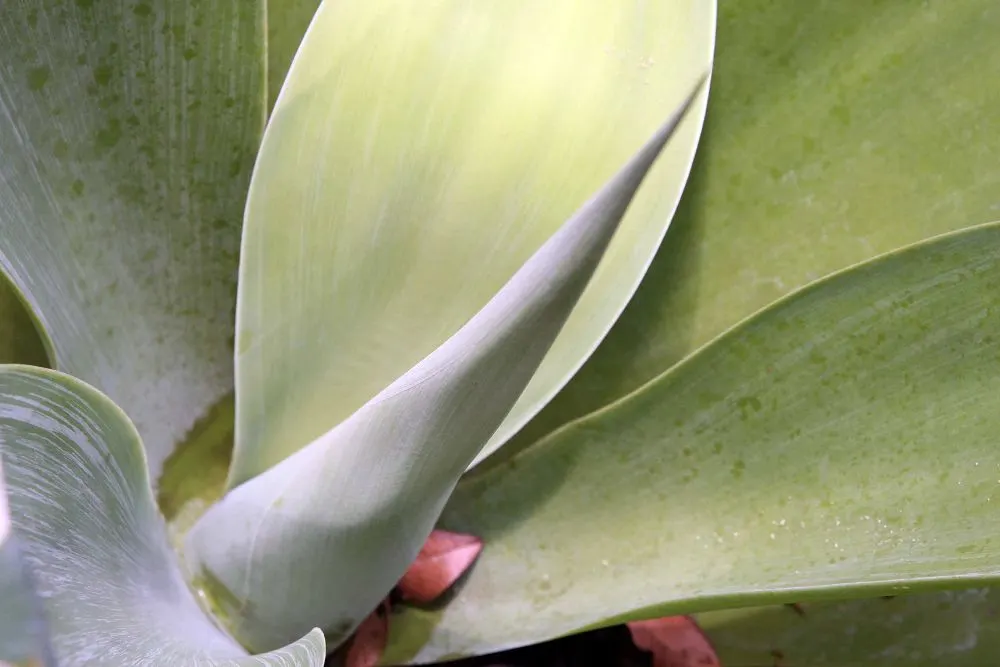 Fox Tail Agave (Agave Attenuata) — the plant produces a flower spike that arches elegantly