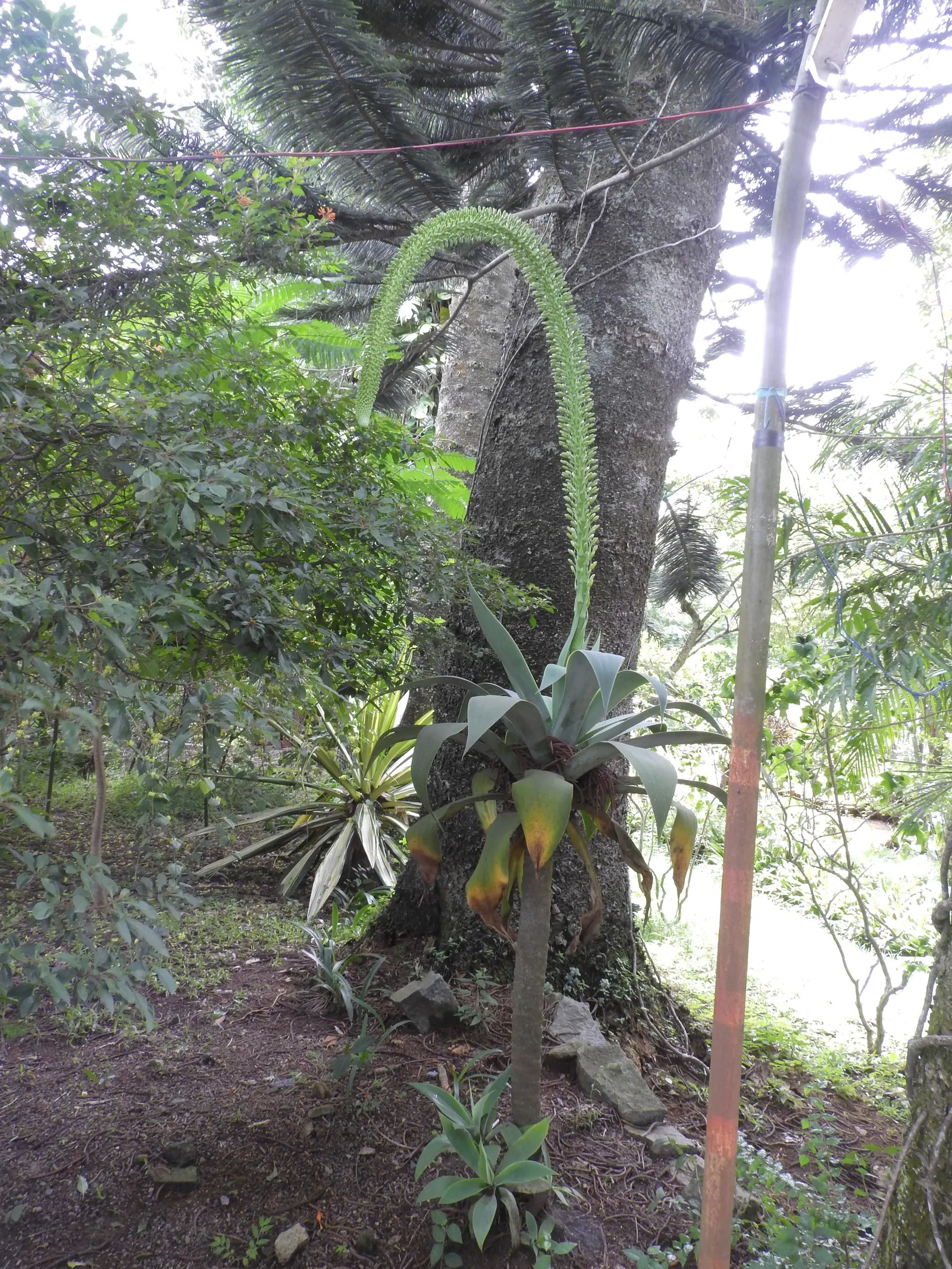 Fox Tail Agave (Agave Attenuata) — it requires protection from cold temperatures below 25&deg;F to maintain its striking appearance; green and yellow flowers