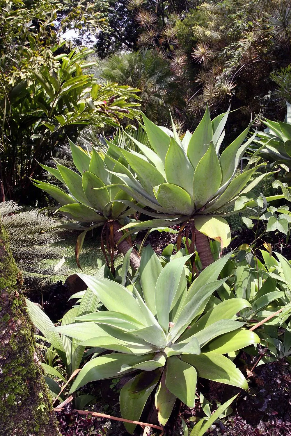 Fox Tail Agave (Agave Attenuata) — Though tolerant of some drought, occasional watering will promote a more robust growth; preferring full sun to, image 105