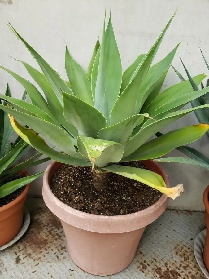 Fox Tail Agave (Agave Attenuata) — Adds a sculptural presence to modern landscapes; its smooth rosette of pale green leaves arch gracefully, image 73