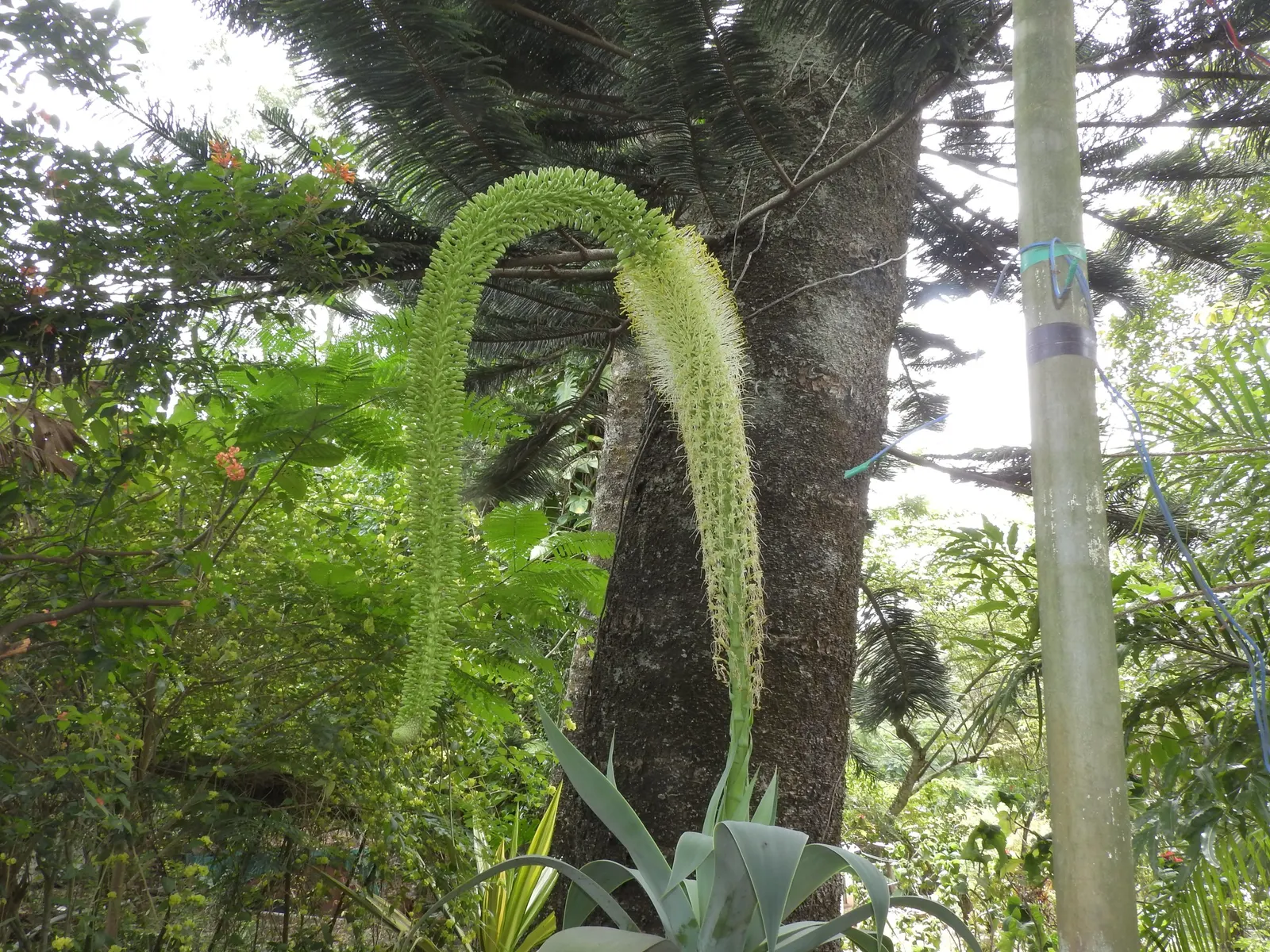 Fox Tail Agave (Agave Attenuata) — Though tolerant of some drought, occasional watering will promote a more robust growth