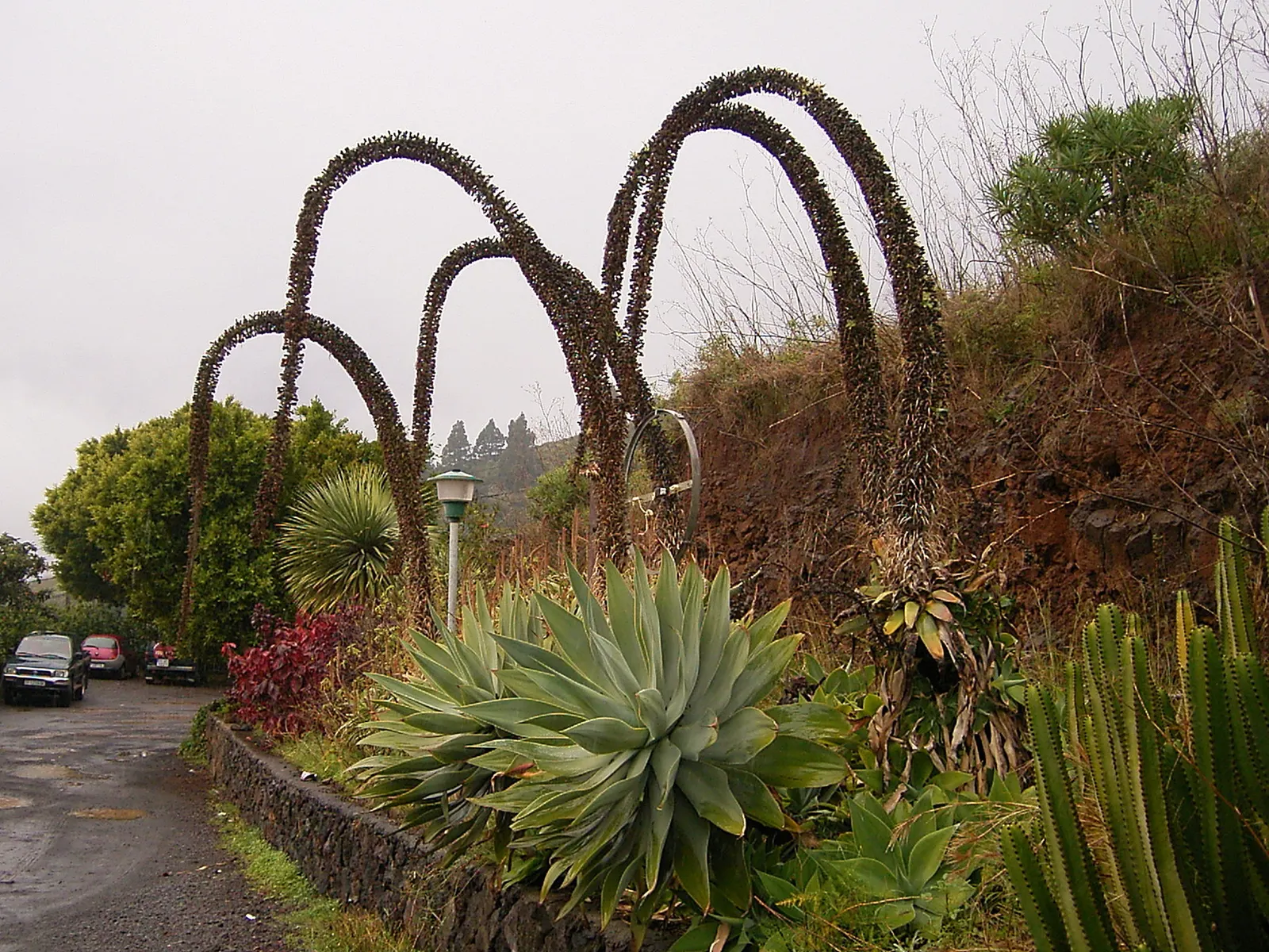 Fox Tail Agave (Agave Attenuata) — scientifically known as Agave attenuata; is a distinctive and elegant succulent that originates from the, image 96