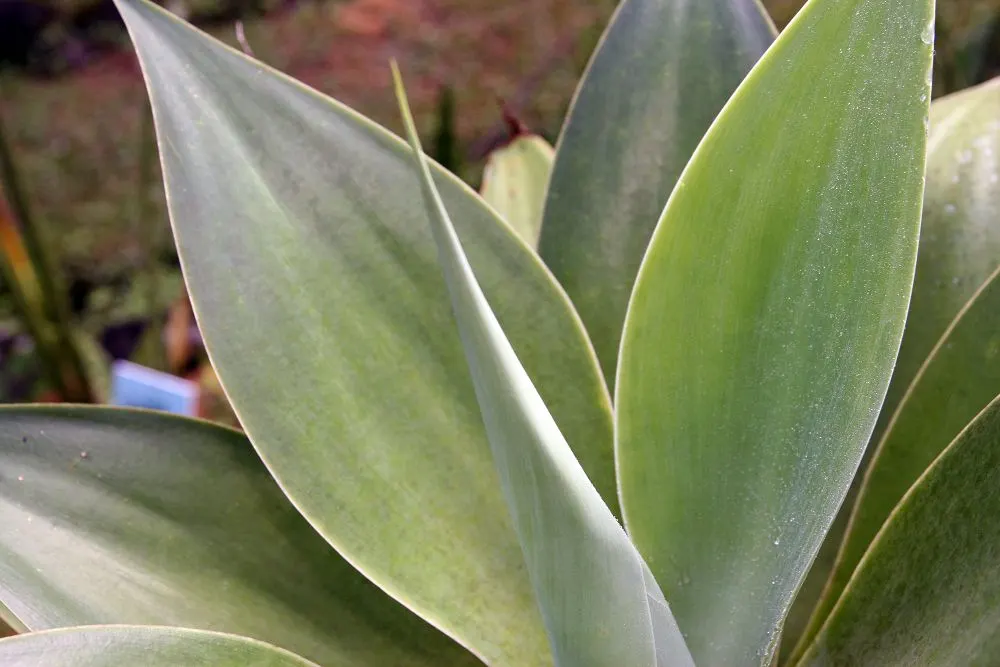 Fox Tail Agave (Agave Attenuata) — the leaves of Agave attenuata are free of spines along the margins and the terminal spine; succulent for full or, image 101