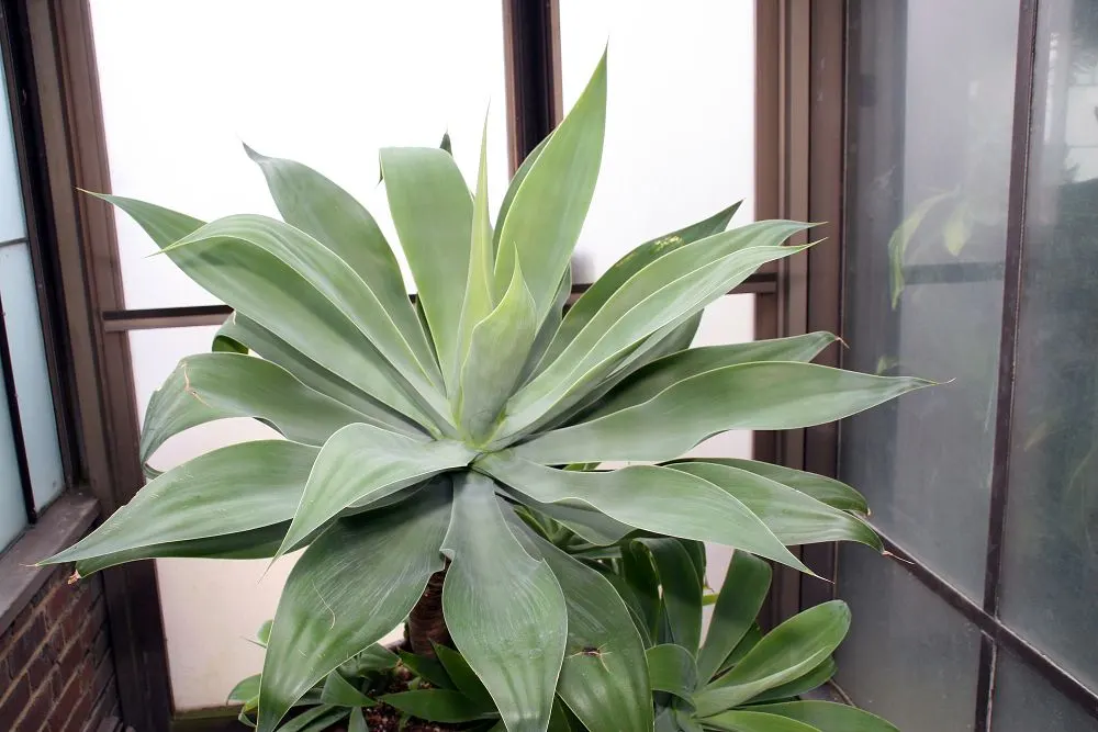 Fox Tail Agave (Agave Attenuata) — It's a drought-tolerant specimen; the hallmark is its dramatic curved inflorescence, resembling a fox's tail, image 70
