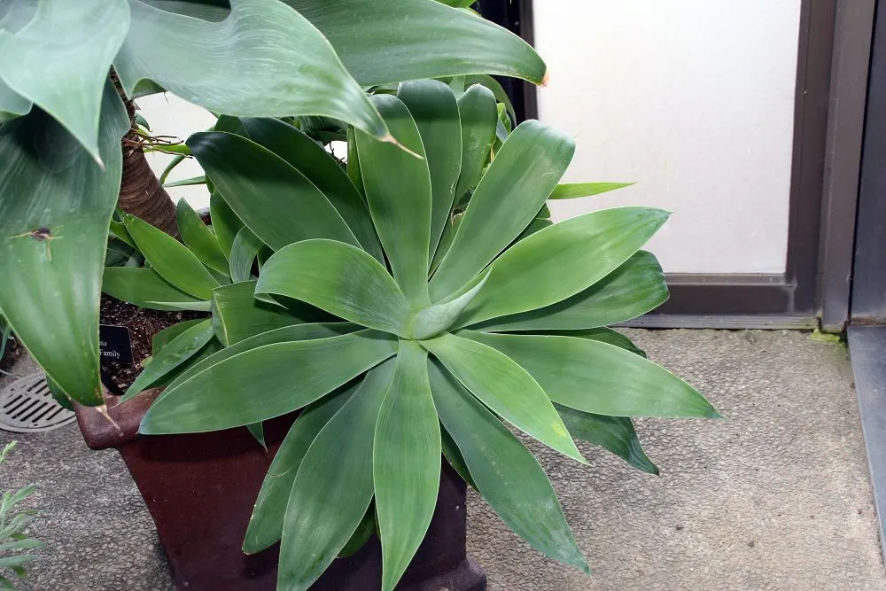Fox Tail Agave (Agave Attenuata) — it requires protection from cold temperatures below 25&deg;F to maintain its striking appearance; green and, image 85