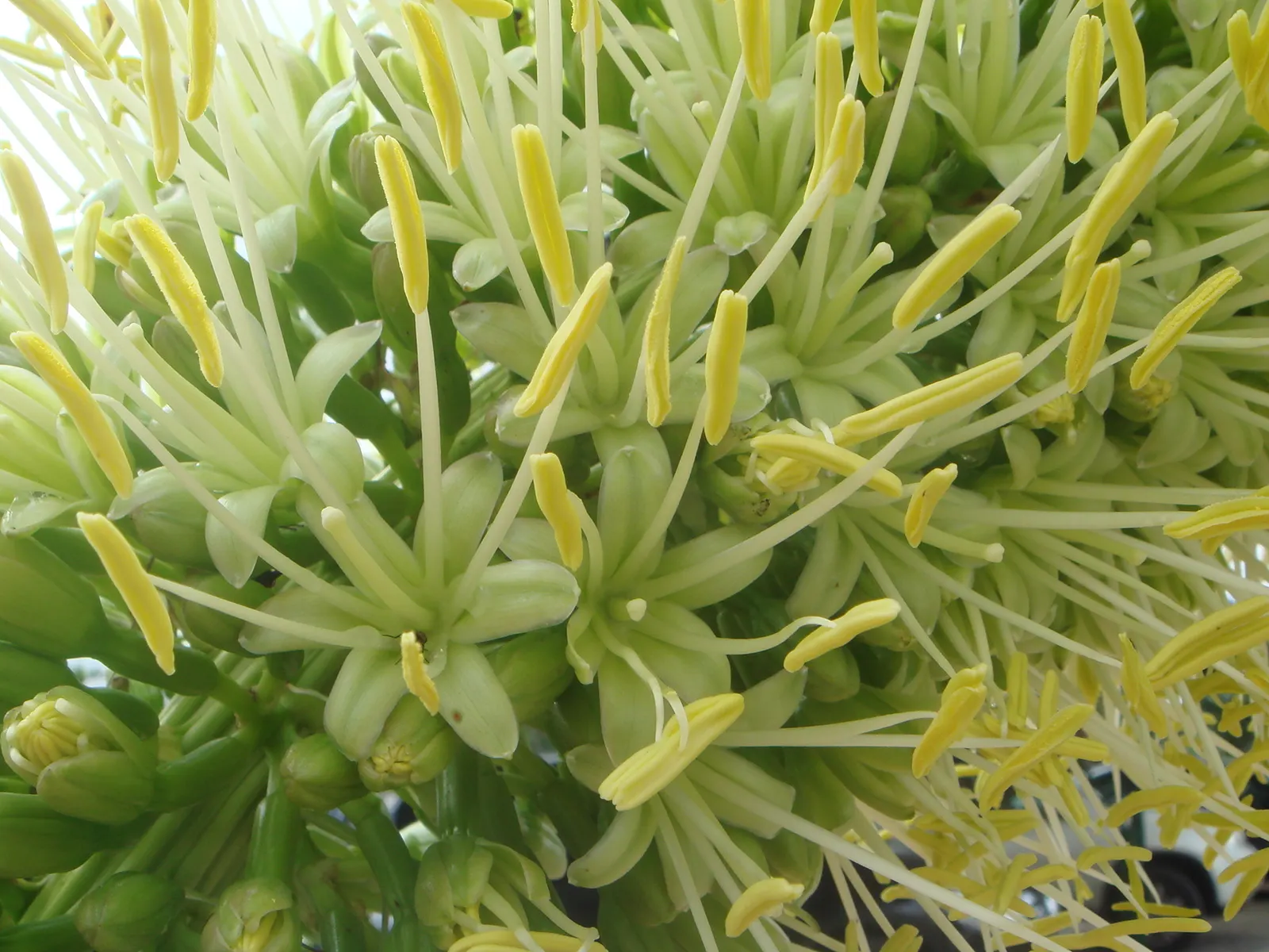 Fox Tail Agave (Agave Attenuata) — the leaves of Agave attenuata are free of spines along the margins and the terminal spine