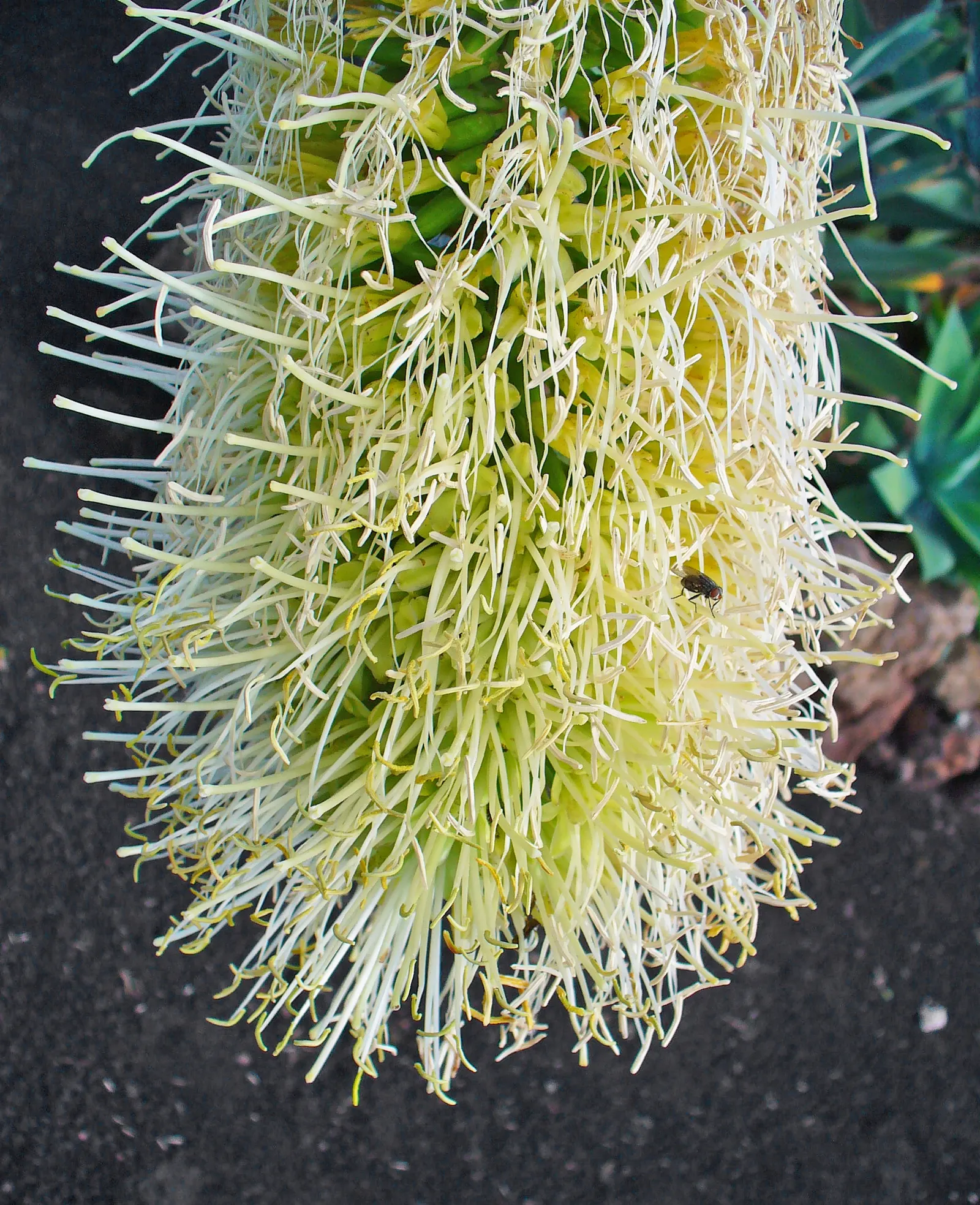 Fox Tail Agave (Agave Attenuata) — Its smooth rosette of pale green leaves arch gracefully; pale green leaves that are pliable and somewhat, image 46