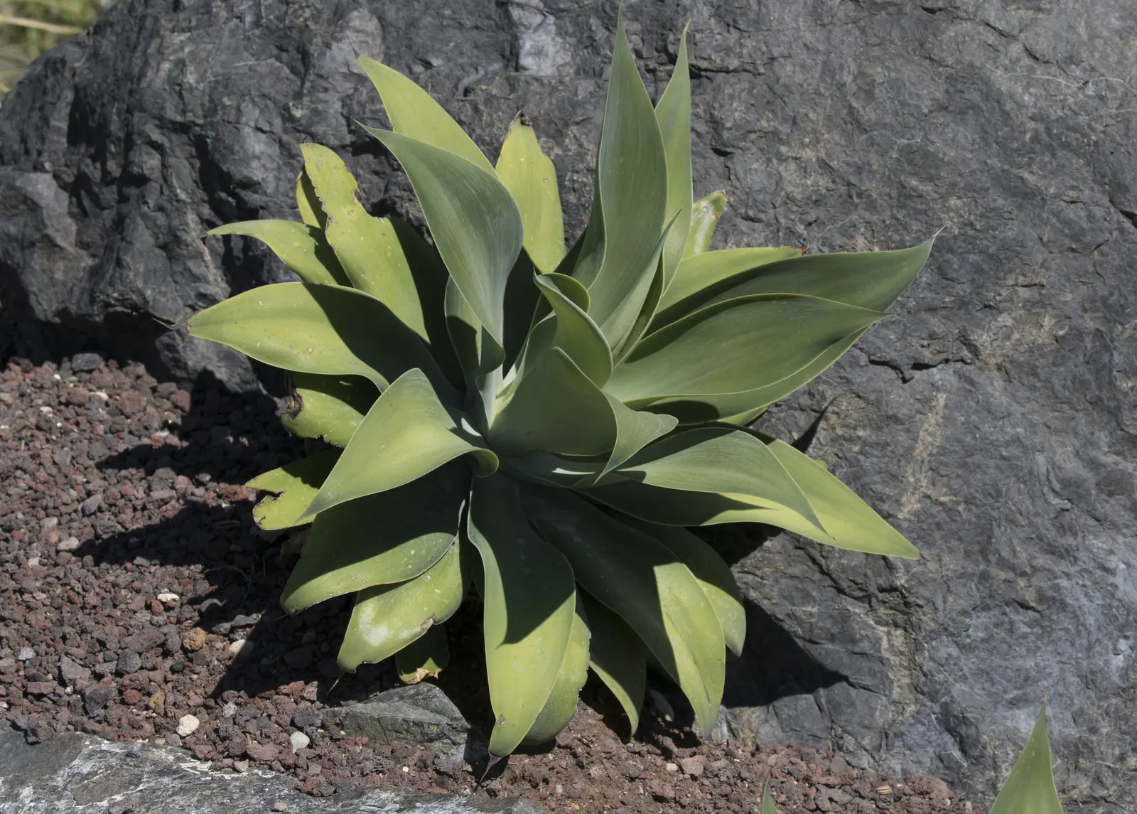 Fox Tail Agave (Agave Attenuata) — ideal for xeriscaping in USDA zones 9-11; appreciated for its rosette formation and absence of thorns, image 49