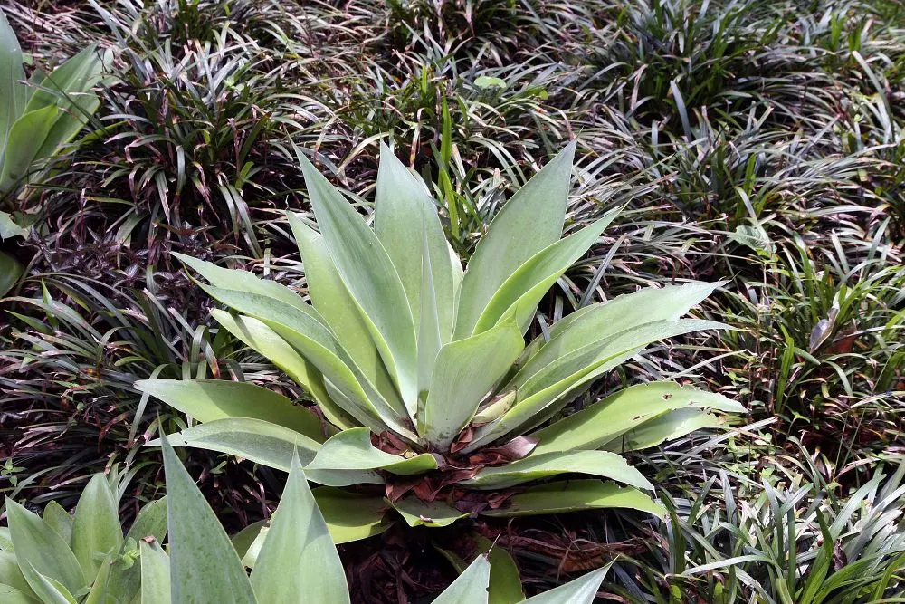 Fox Tail Agave (Agave Attenuata) — succulent for full or half or shade; it requires protection from cold temperatures below 25&deg;F to maintain its striking