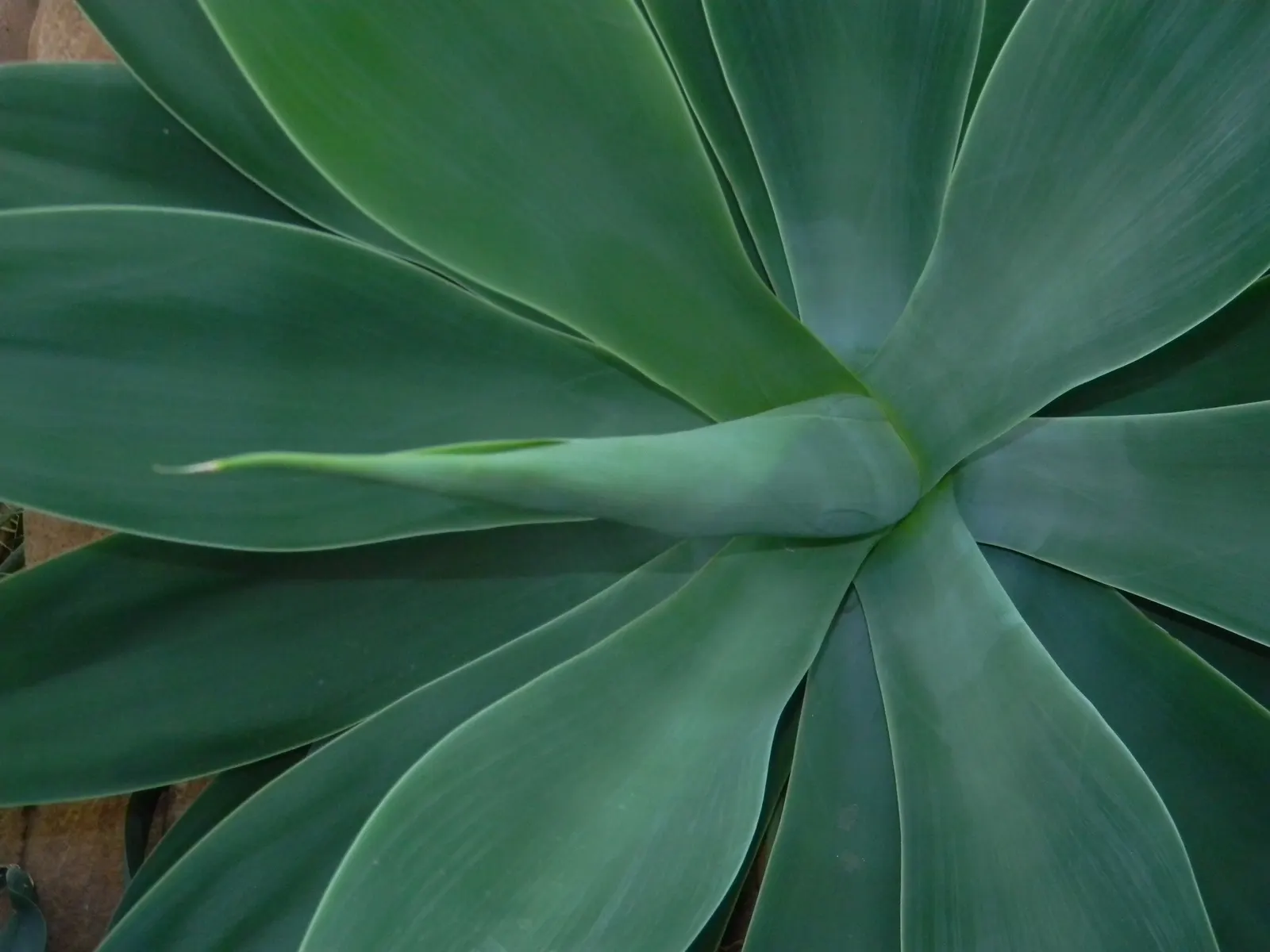 Fox Tail Agave (Agave Attenuata) — Its smooth rosette of pale green leaves arch gracefully; pale green leaves that are pliable and somewhat translucent at