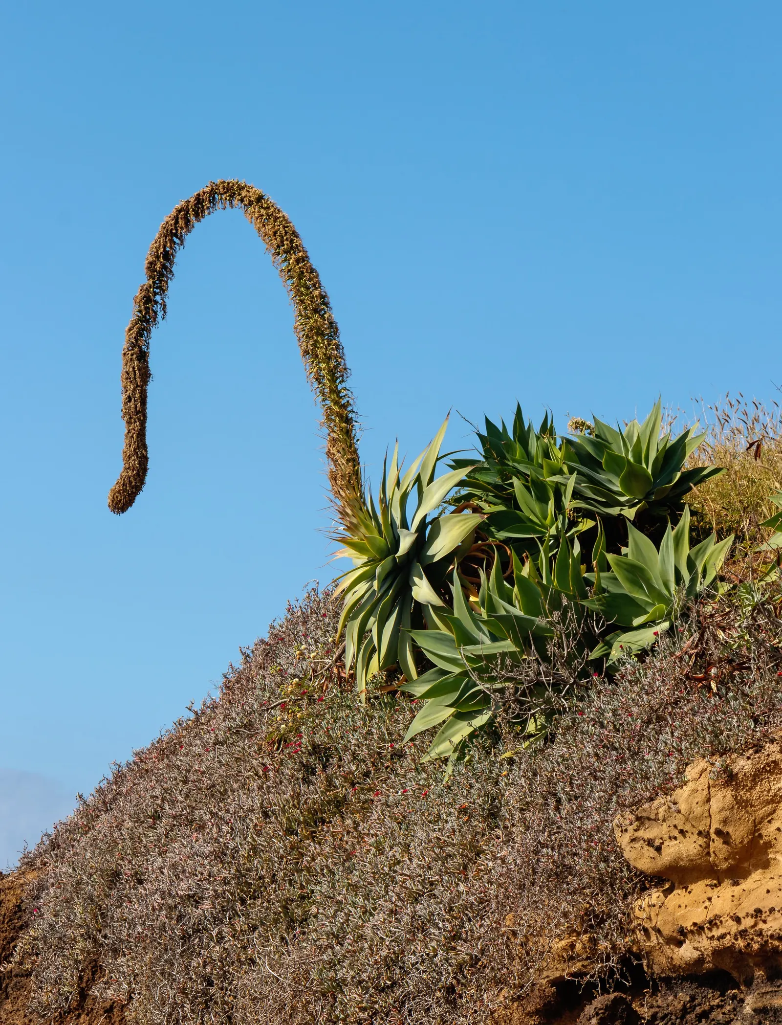 Fox Tail Agave (Agave Attenuata) — it requires protection from cold temperatures below 25°F to maintain its striking appearance; green and, image 63