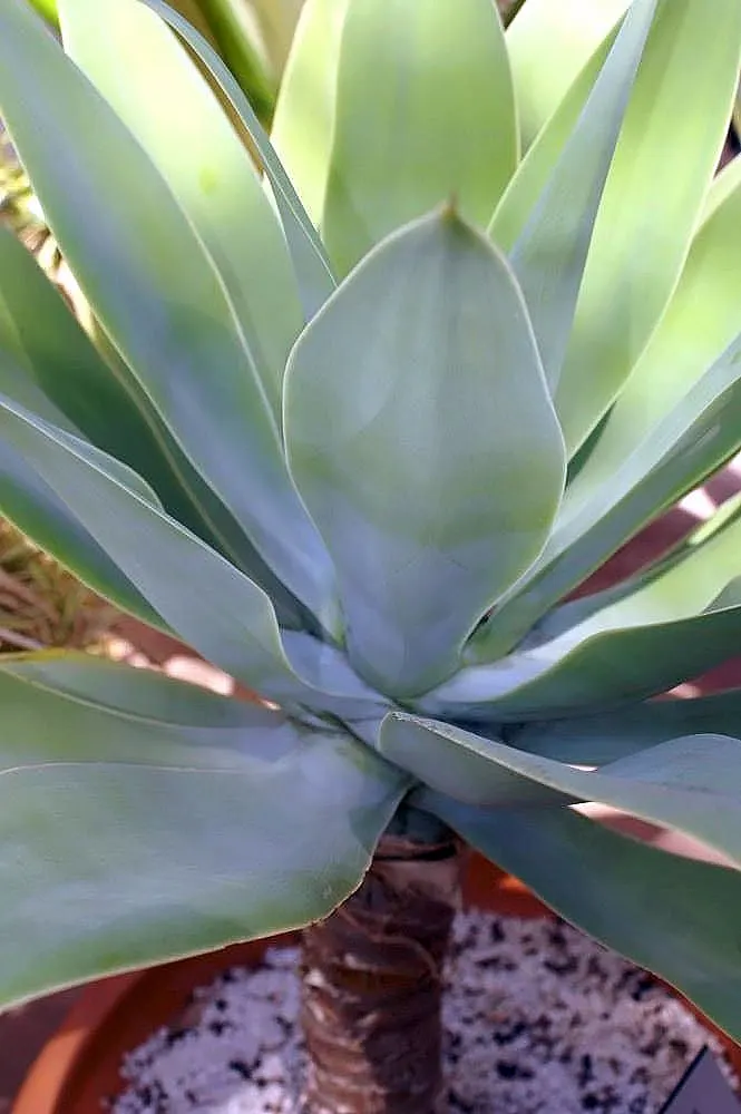 Fox Tail Agave (Agave Attenuata) — Its smooth rosette of pale green leaves arch gracefully; pale green leaves that are pliable and somewhat, image 90