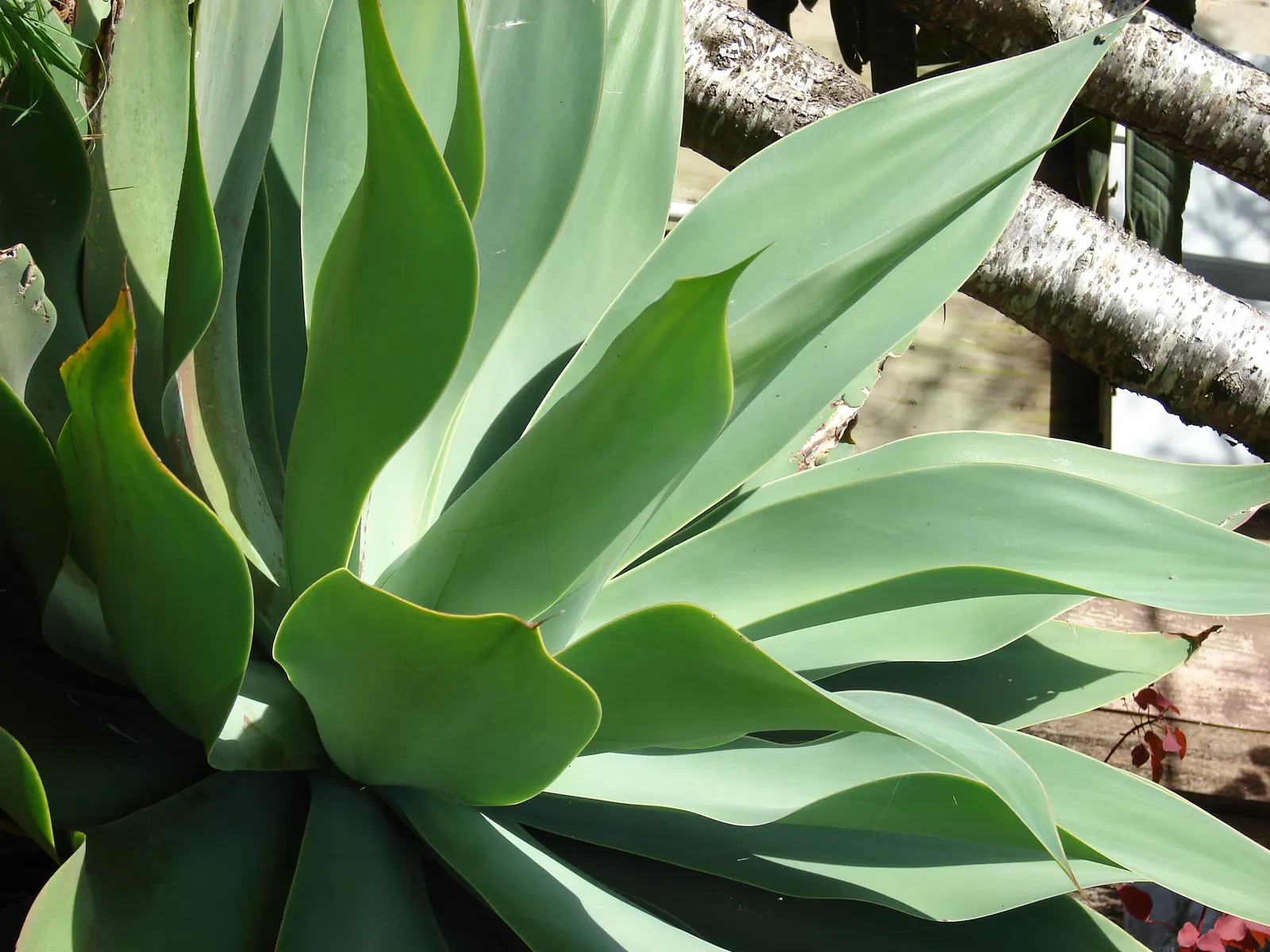 Fox Tail Agave (Agave Attenuata) — green and yellow flowers in the garden; ideal for xeriscaping in USDA zones 9-11, image 108