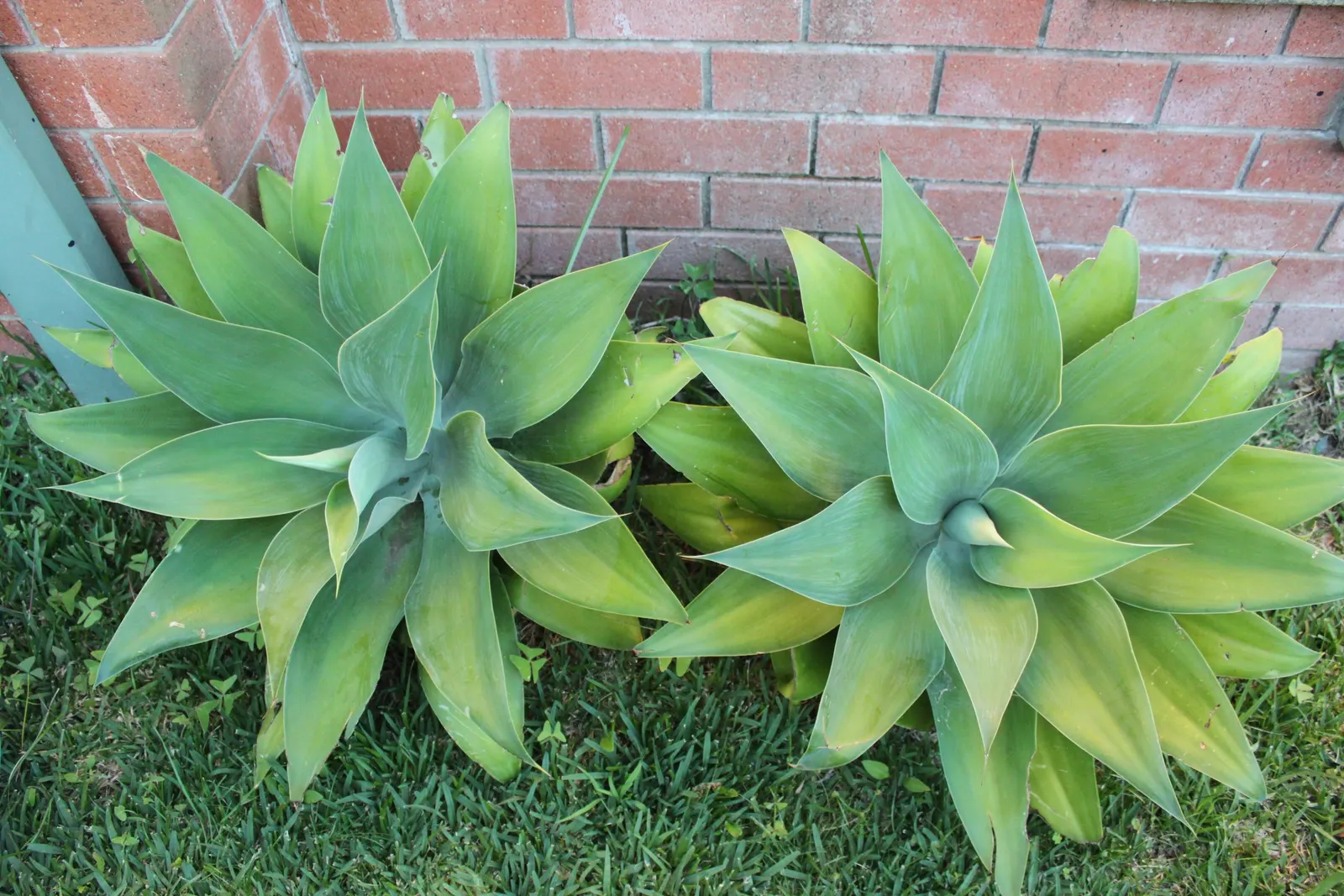 Fox Tail Agave (Agave Attenuata) — Being a frost-sensitive species with a hardiness zone of 9 to 11; the leaves of Agave attenuata are free of, image 62