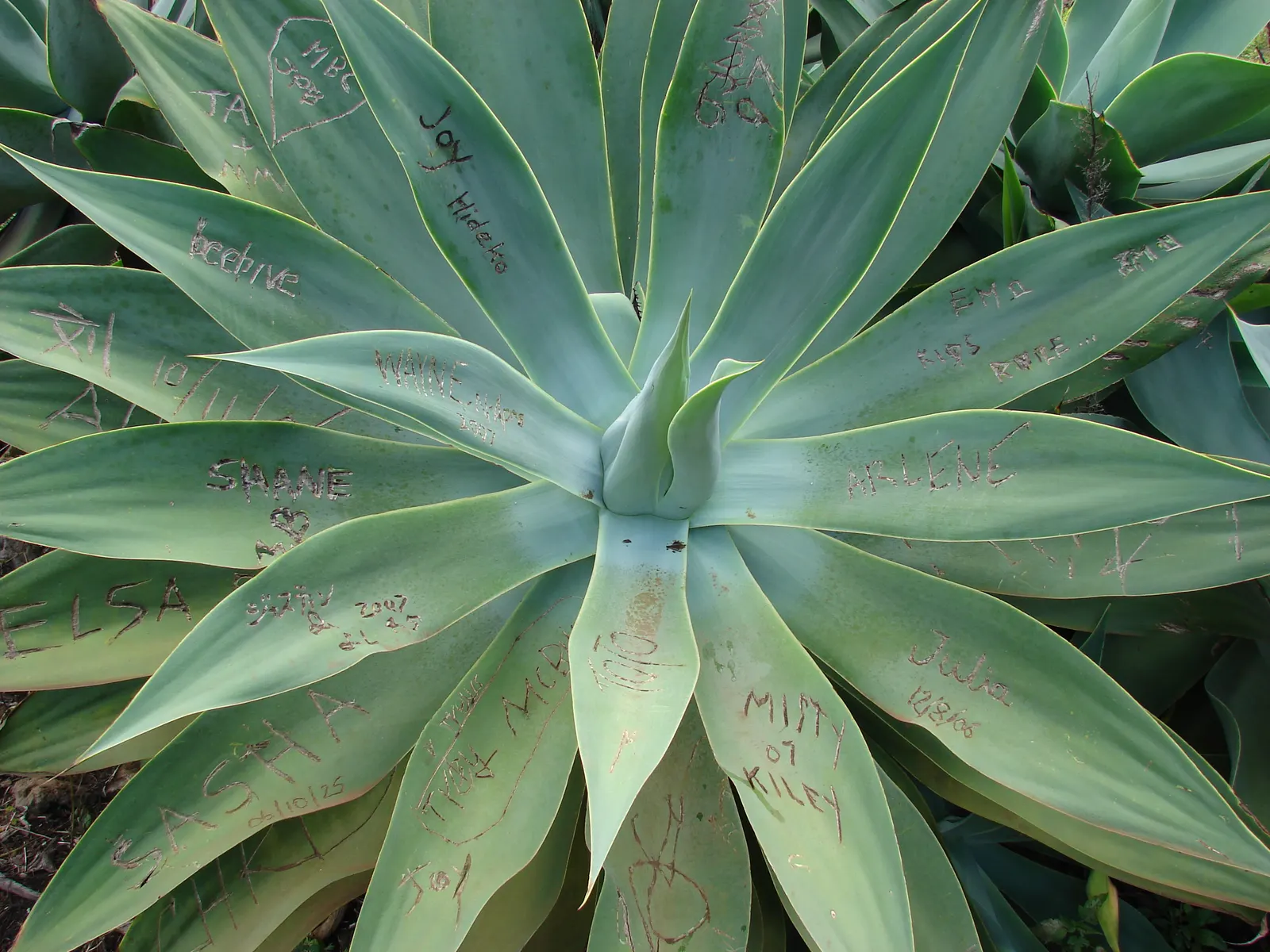 Fox Tail Agave (Agave Attenuata) — Adds a sculptural presence to modern landscapes; its smooth rosette of pale green leaves arch gracefully, image 51