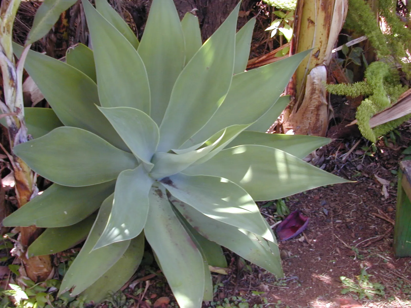 Fox Tail Agave (Agave Attenuata) — the plant produces a flower spike that arches elegantly; which can take several years, image 103