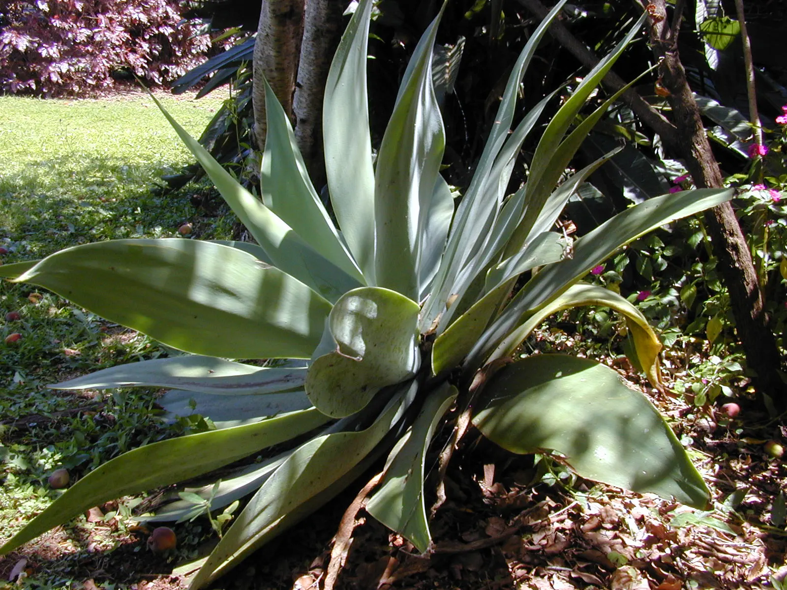 Fox Tail Agave (Agave Attenuata) — The hallmark is its dramatic curved inflorescence, resembling a fox's tail, which soars up to 5-10 feet; being a