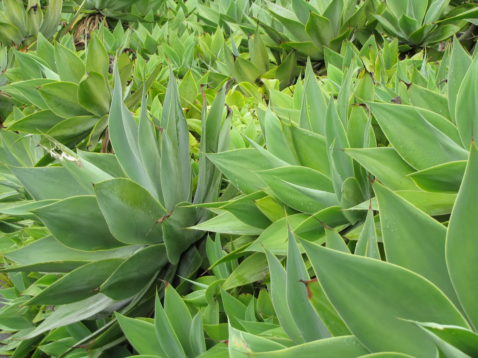 Fox Tail Agave (Agave Attenuata) — succulent for full or half or shade; it requires protection from cold temperatures below 25&deg;F to maintain, image 88