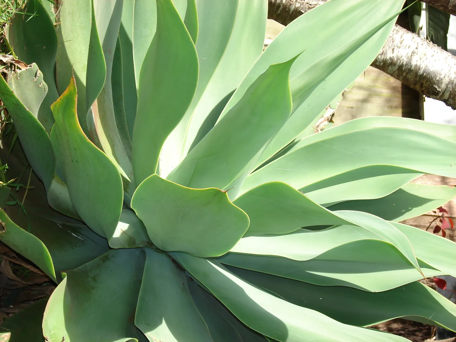 Fox Tail Agave (Agave Attenuata) — the leaves of Agave attenuata are free of spines along the margins and the terminal spine; succulent for full or, image 79