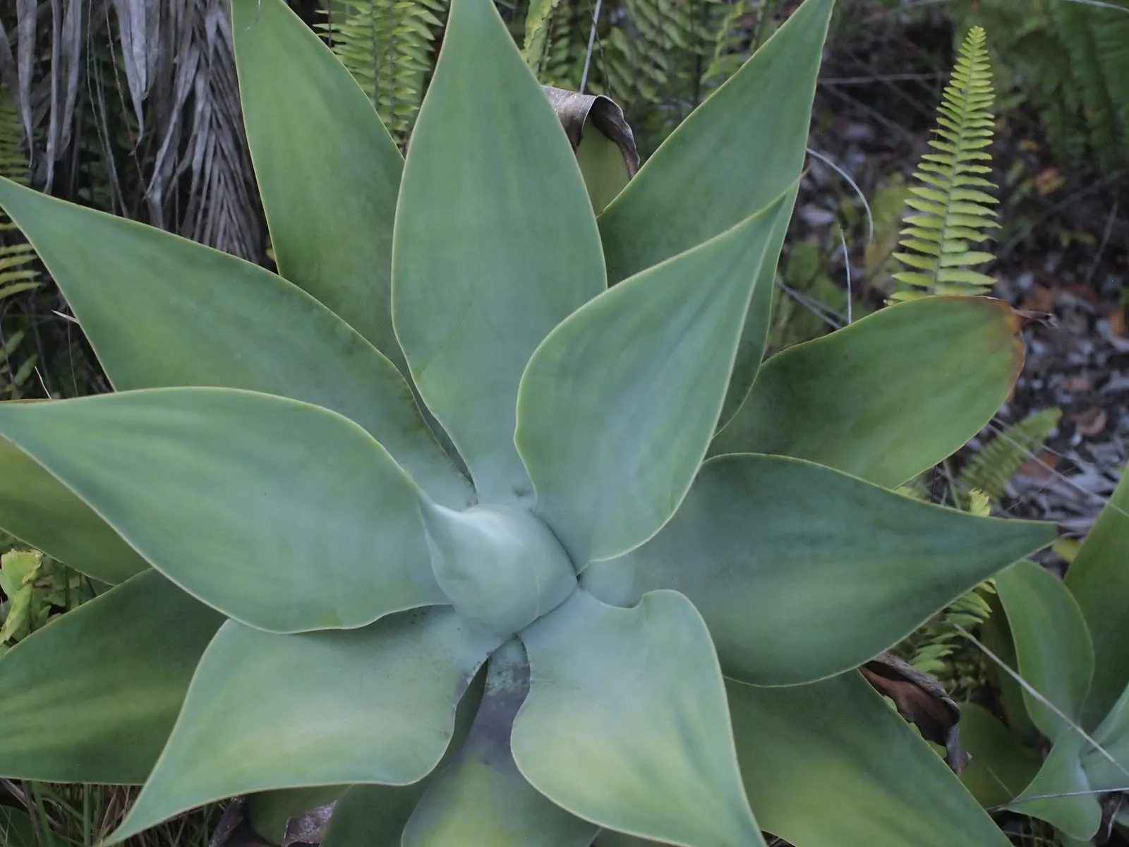 Fox Tail Agave (Agave Attenuata) — reaching 4-5 feet tall with an equal spread; it's a drought-tolerant specimen, image 67