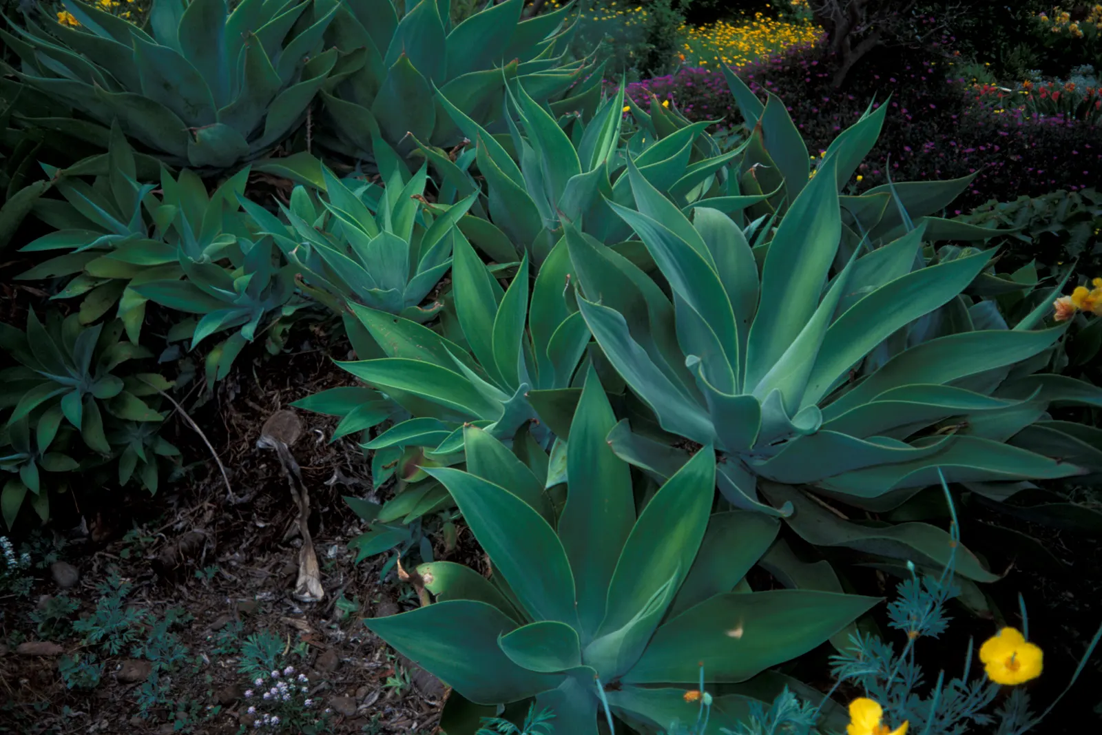Fox Tail Agave (Agave Attenuata) — Adds a sculptural presence to modern landscapes