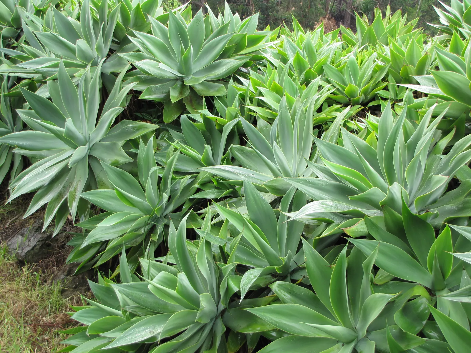 Fox Tail Agave (Agave Attenuata) — preferring full sun to partial shade; though tolerant of some drought, occasional watering will promote a more, image 50