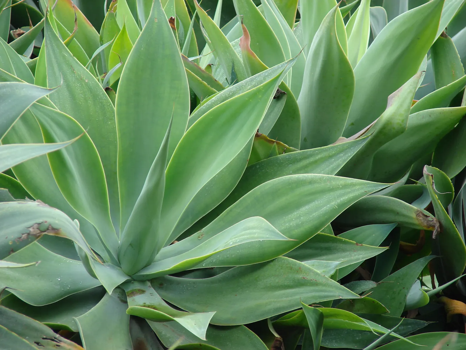 Fox Tail Agave (Agave Attenuata) — Being a frost-sensitive species with a hardiness zone of 9 to 11; the leaves of Agave attenuata are free of, image 106